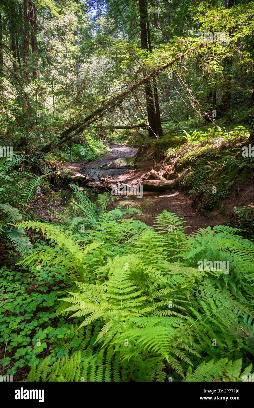 Der Butano State Park in Kalifornien Stockfoto