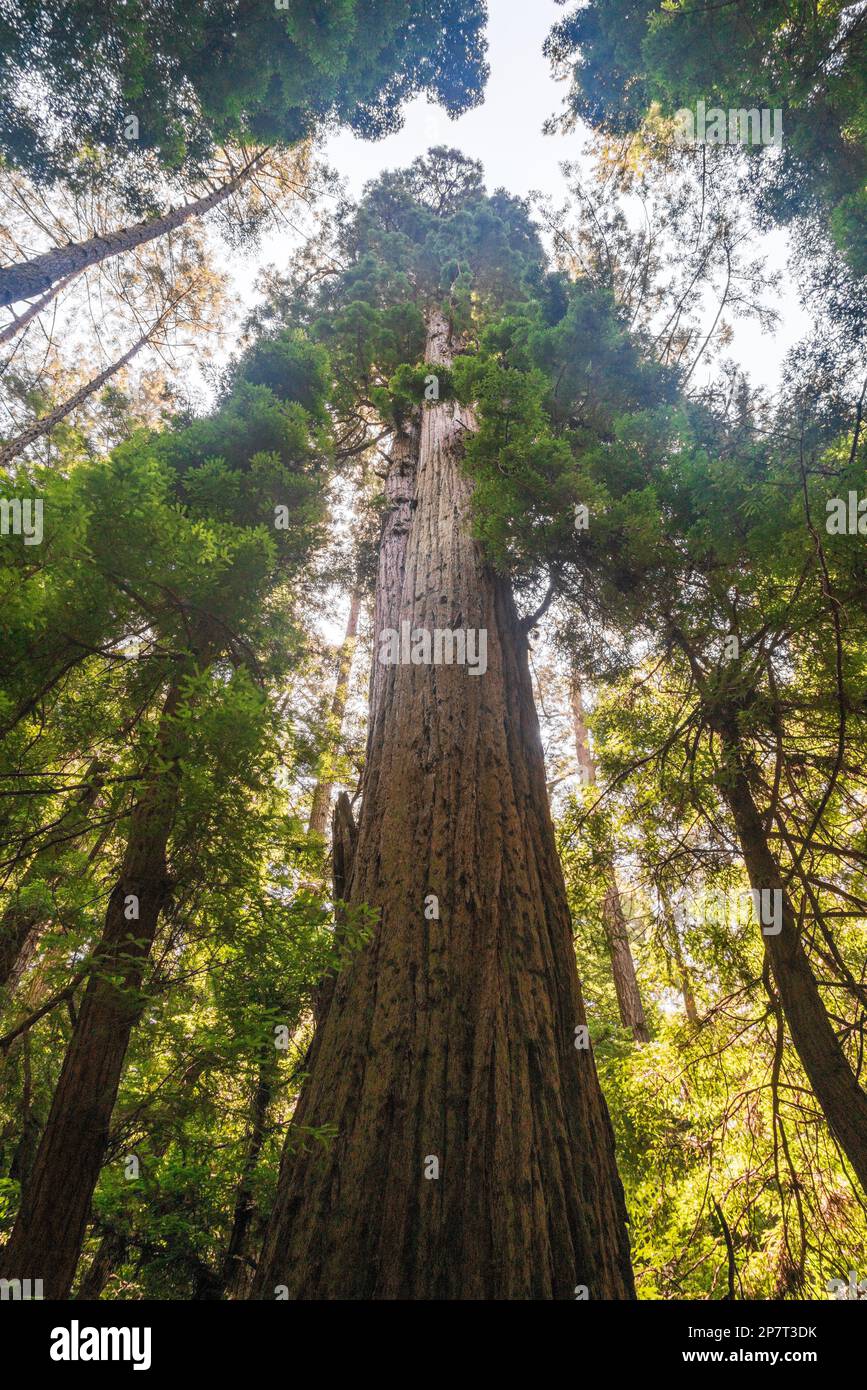 Der Butano State Park in Kalifornien Stockfoto