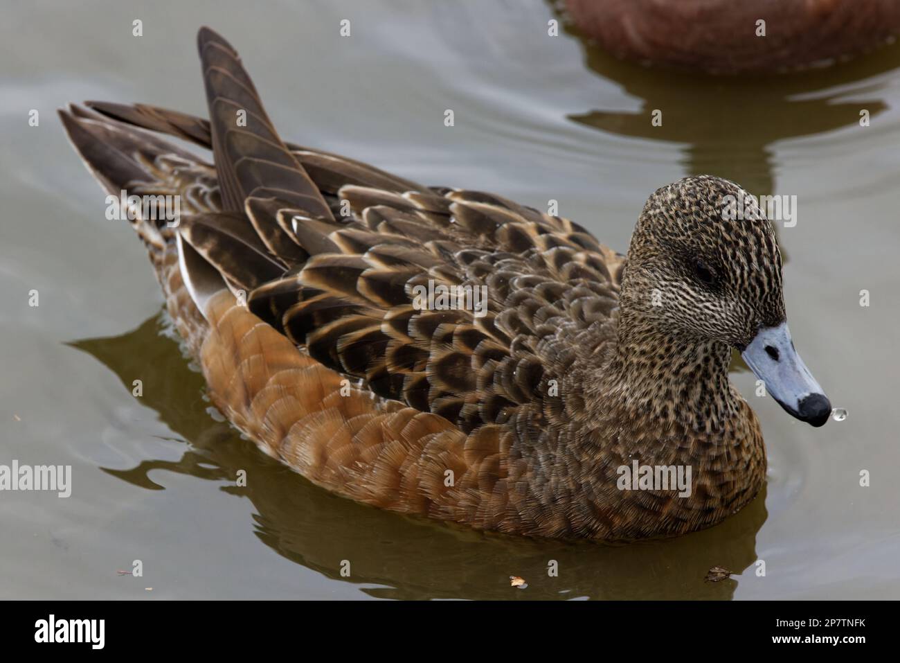 Ein wunderschöner amerikanischer Wigeon (weiblich) an einem Wintermorgen. Frauen haben einen warmen braunen Körper mit einem bräunlich-grauen Kopf und einem dunklen Fleck um das Auge. Stockfoto