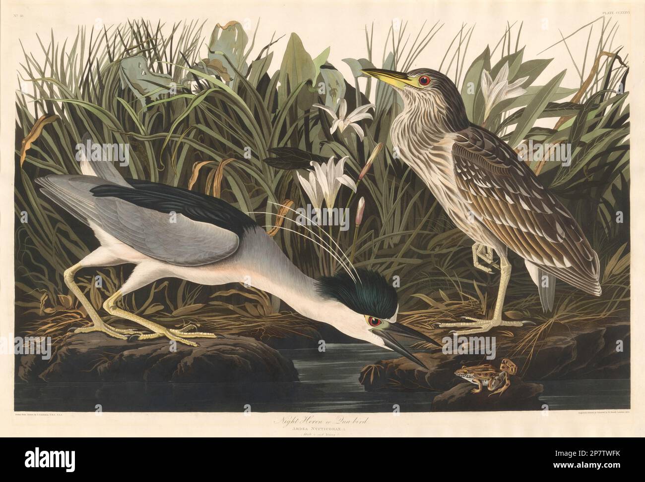 Night Heron oder Qua Bird, 1835 von Robert Havell nach John James Audubon Stockfoto