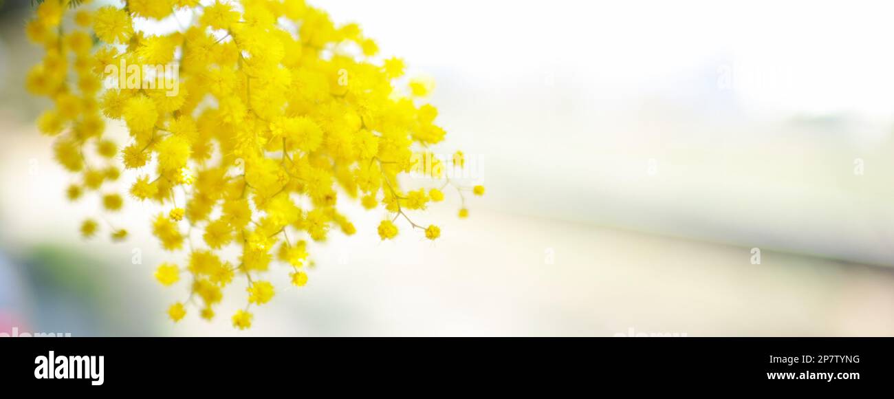 Blumen und Topfblumen von Mimosa, Acacia dealbata, ein wunderschönes Blumensymbol des Frauentags, das am 8. März gefeiert wurde Stockfoto