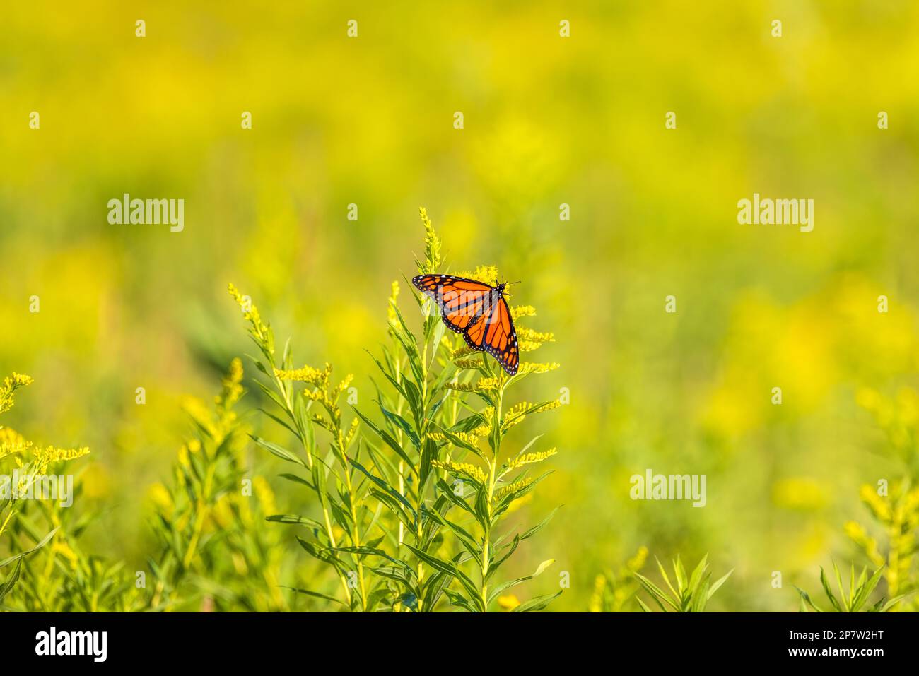 Monarch-Schmetterling auf Goldstangenpflanze in einer Wiese im Norden Wisconsins. Stockfoto
