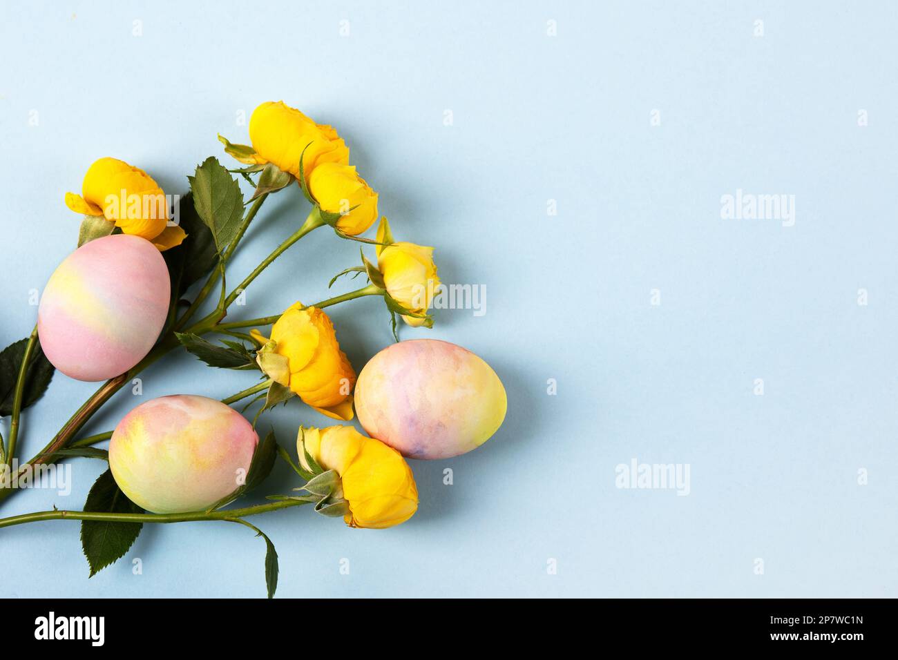 Farbenfrohe Ostereier mit einem Zweig gelber Rosen auf blauem Hintergrund. Frohes Osterkonzept. Grußkarte, Platz kopieren Stockfoto