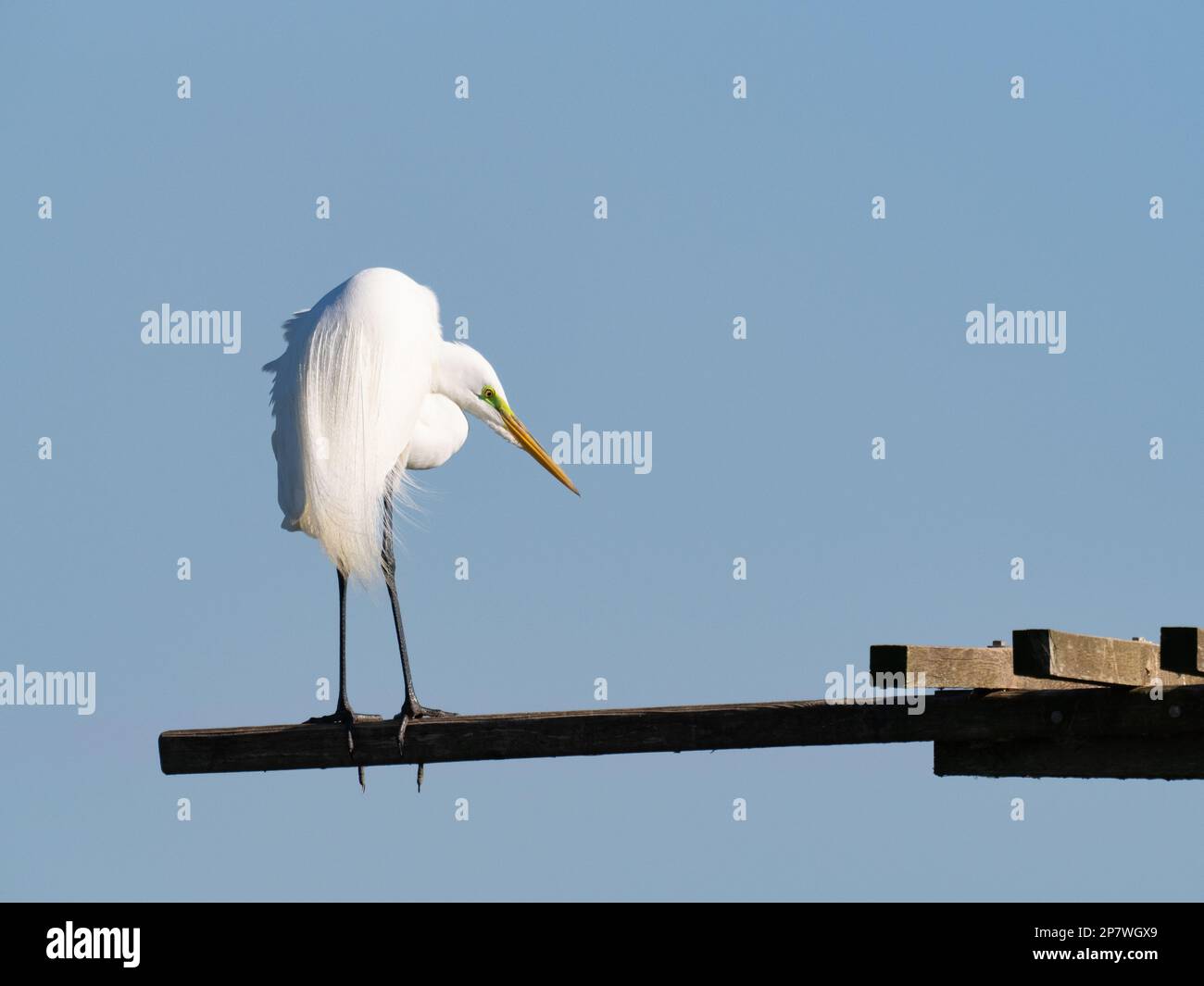 Großer weißer Reiher mit Zuchthupfer, der in einem Holzbalken steht und den Boden unter uns genau betrachtet. Mit dem Rücken zur Kamera fotografiert. Stockfoto