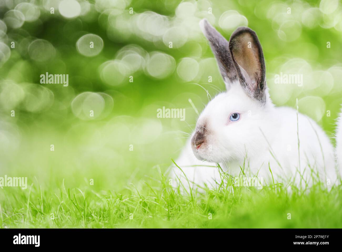 Weißes kleines Kaninchen mit schwarzen Ohren, das auf dem grünen Gras sitzt. Schönheit in der Natur. Stockfoto