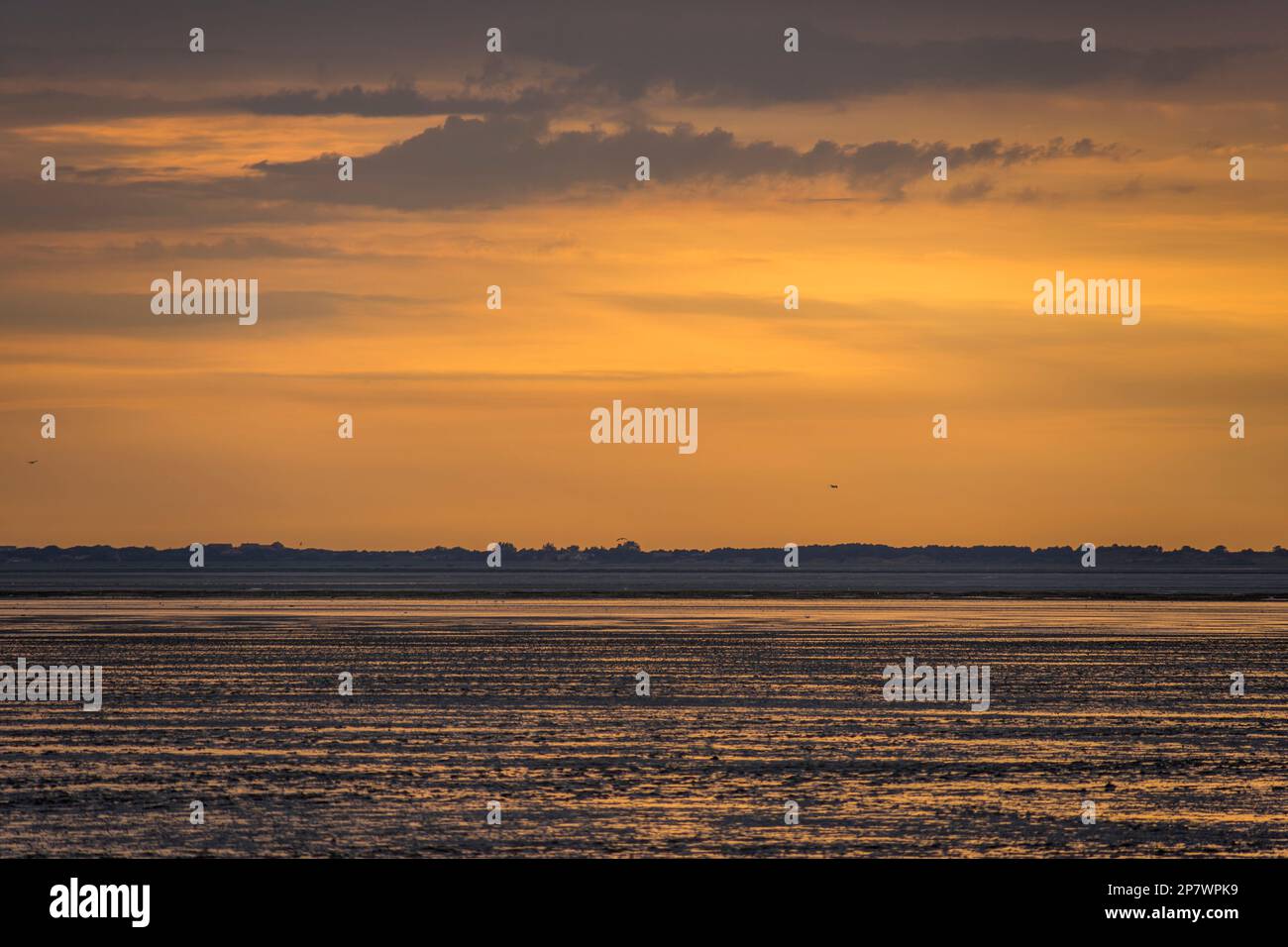 Der trockene Meeresboden des Wattenmeers zwischen der Küste bei Harlesiel und der Insel Spiekeroog, Deutschland 2022. Stockfoto