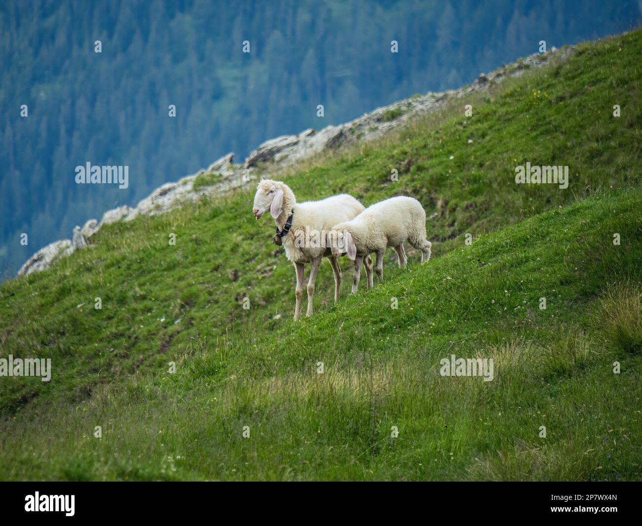 Mutterschafe und Lammkind auf einer Bergweide unter freiem Himmel, natürliche nachhaltige Landwirtschaft Stockfoto