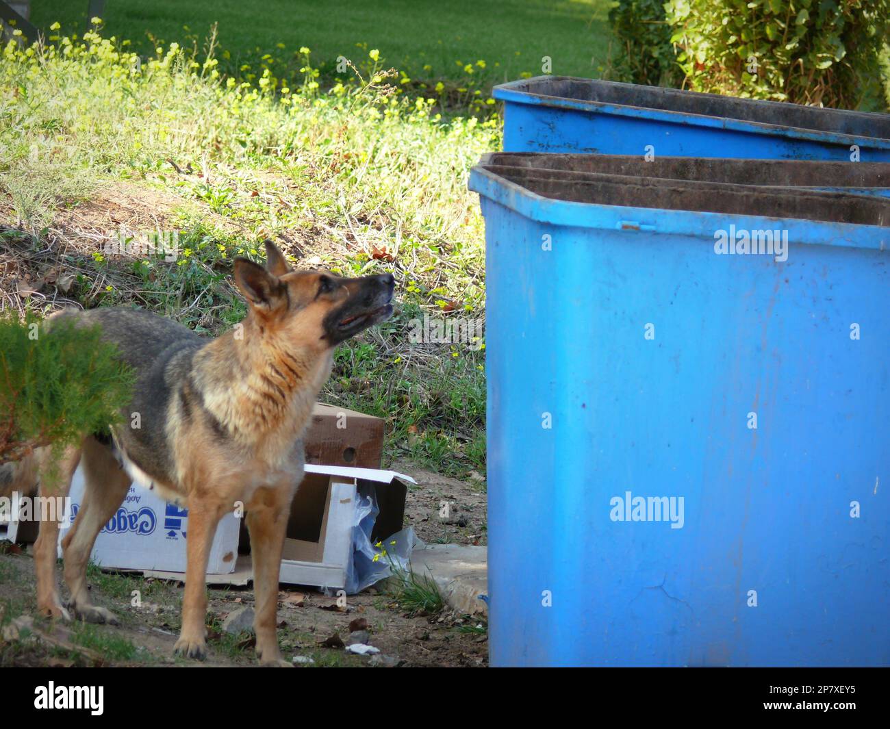 Süß, ungewöhnlich und ein guter Hund in der Ukraine Stockfoto