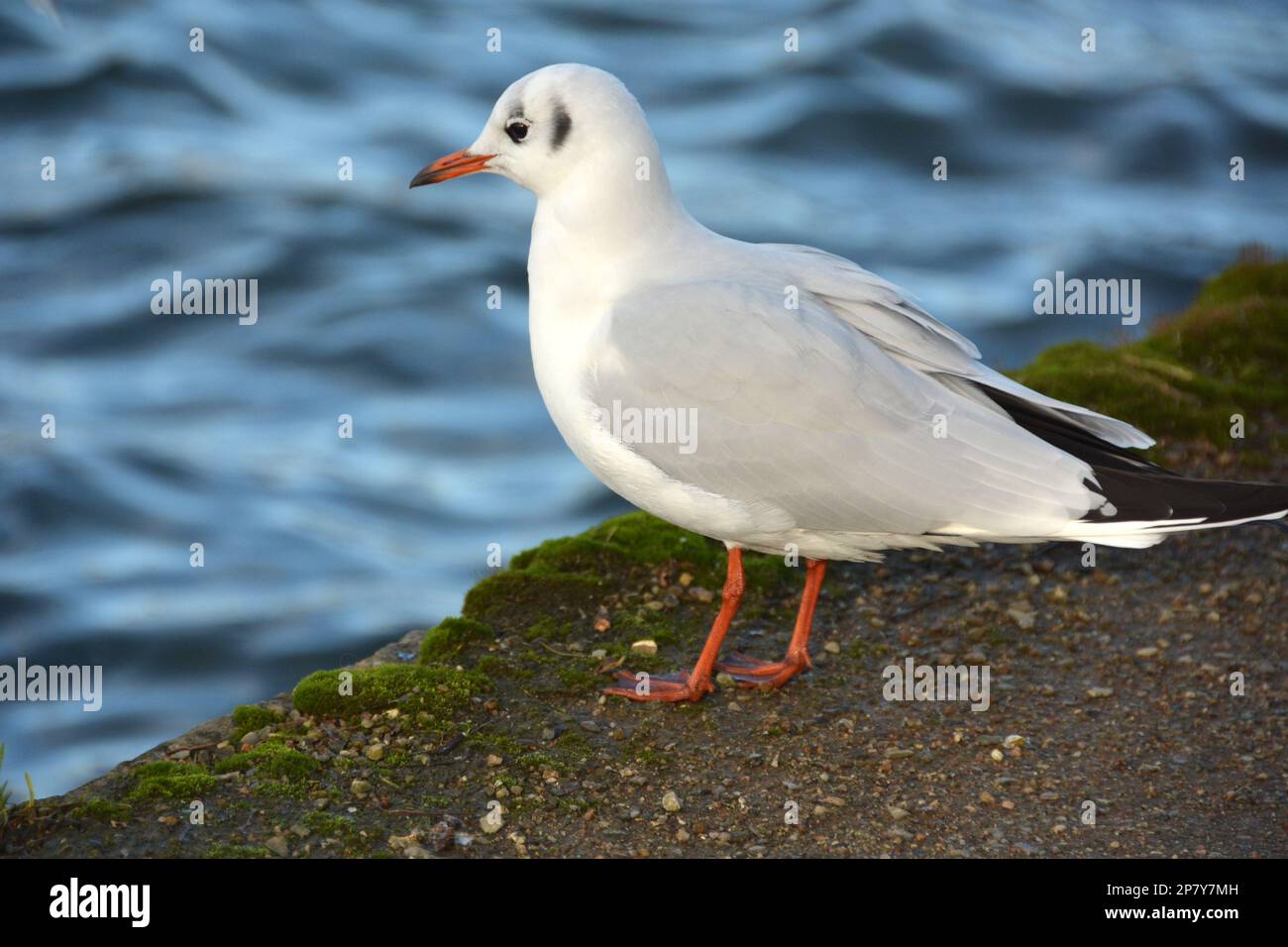 Kompositum einer großen Gruppe von Tierzootieren Stockfoto