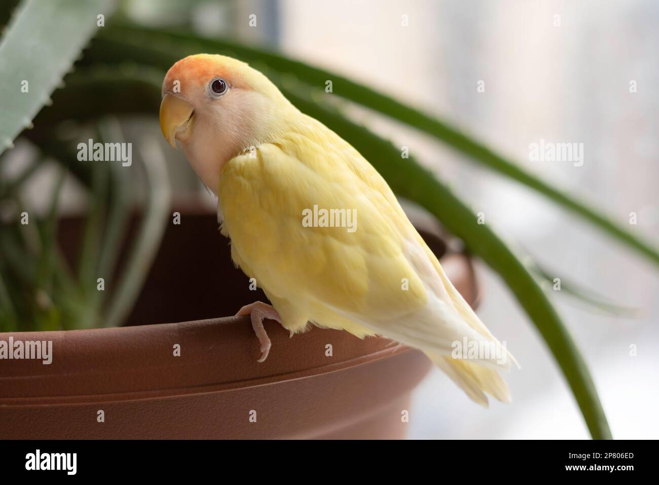 Retteter Lutino-Turteltaube. Stockfoto