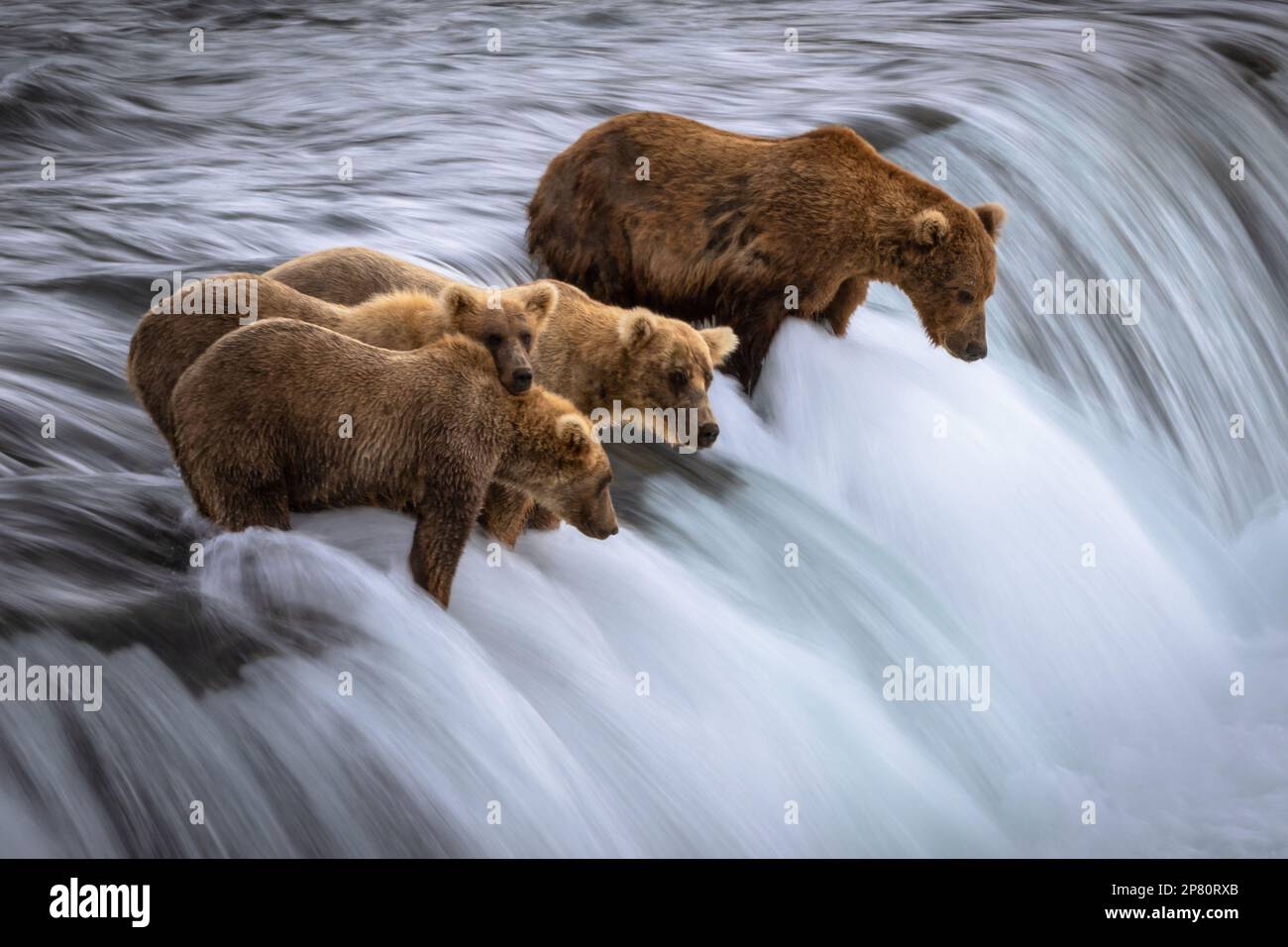 Grizzlybären fischen auf einem Wasserfall Stockfoto