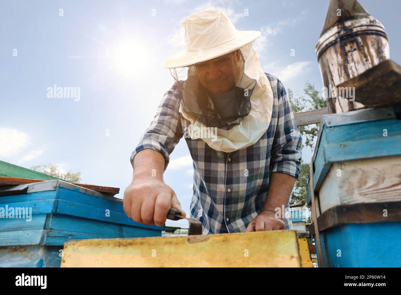 Imker, der den Rahmen aus dem Bienenstock in der Bienenstation nimmt. Honig ernten Stockfoto