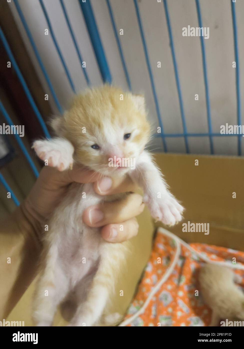 Neugeborene Katze an weiblicher Hand, Stockfoto Stockfoto