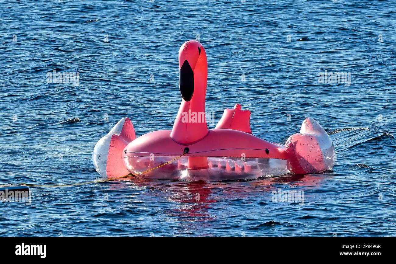 Ein rosafarbenes Schwimmspielzeug, das in einem Resort an der Küste von Vancouver Island, British Columbia Canada, über das Wasser gezogen wird. Stockfoto