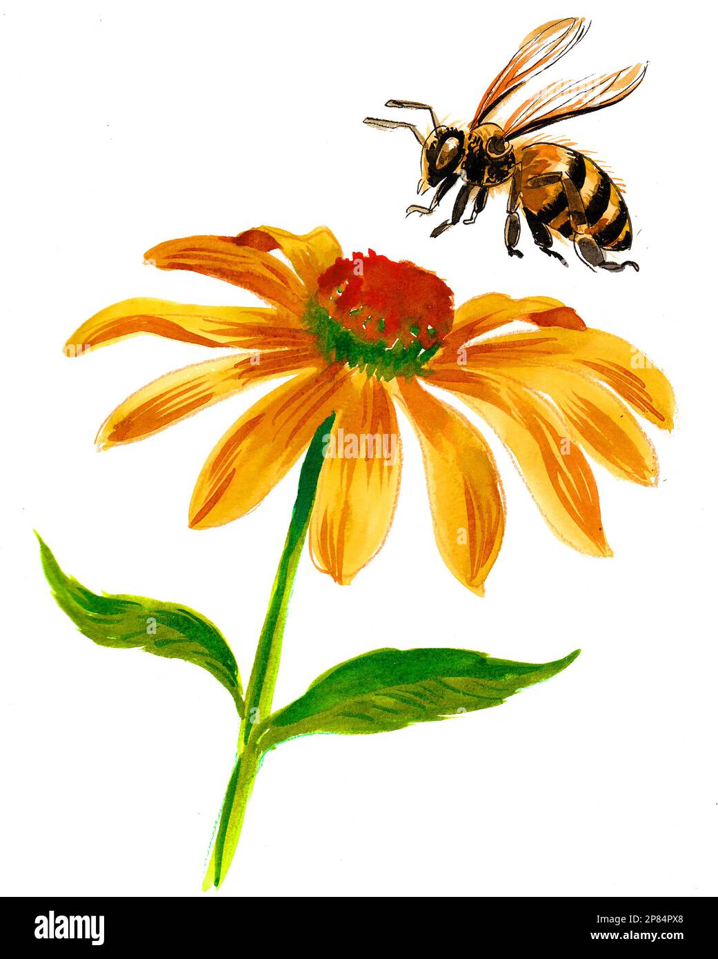 Gelbe Blume und fliegende Biene. Tinte und Aquarellmalerei Stockfoto