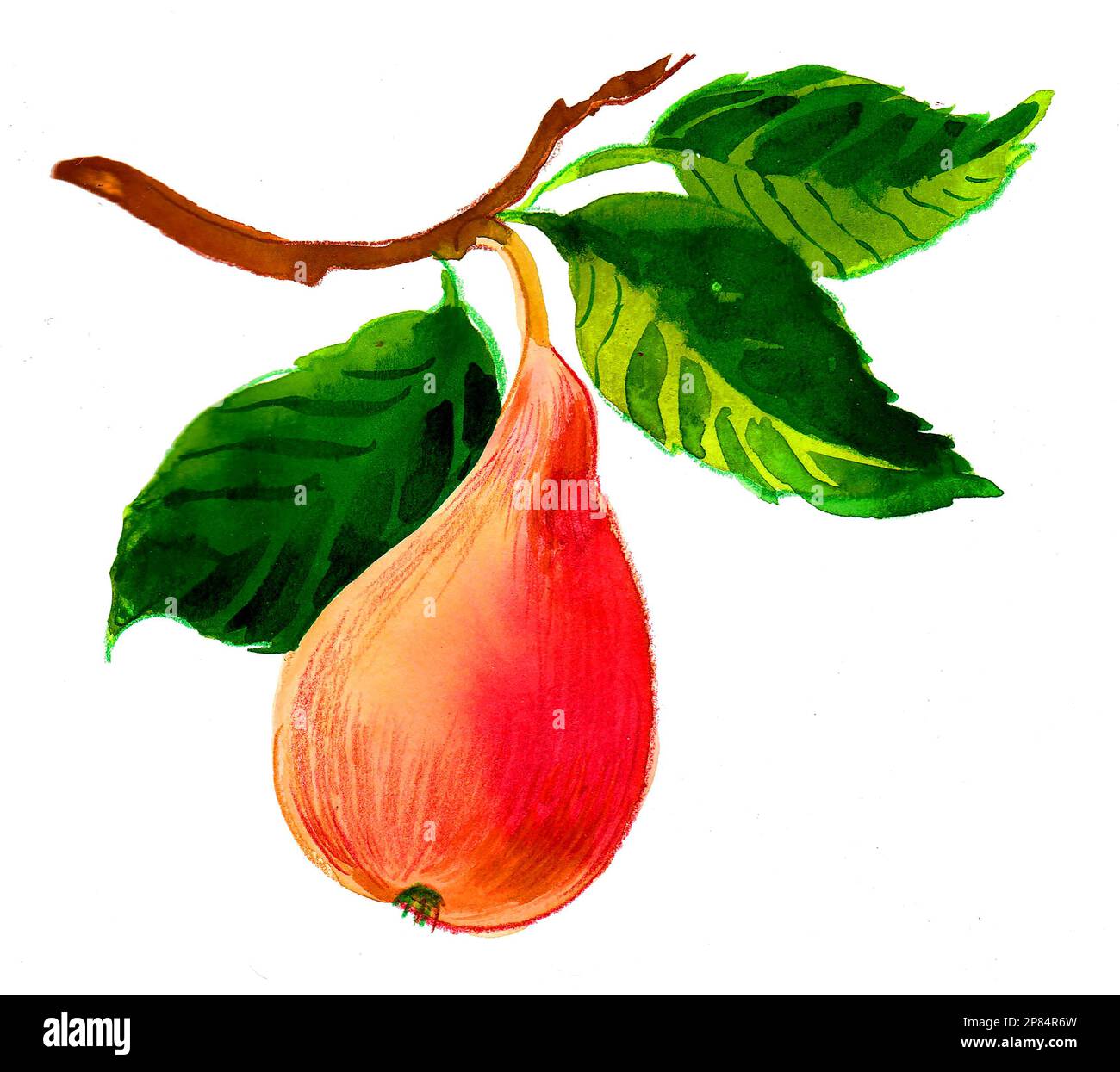 Birnenfrucht auf dem Ast. Tinte und Aquarellmalerei Stockfoto