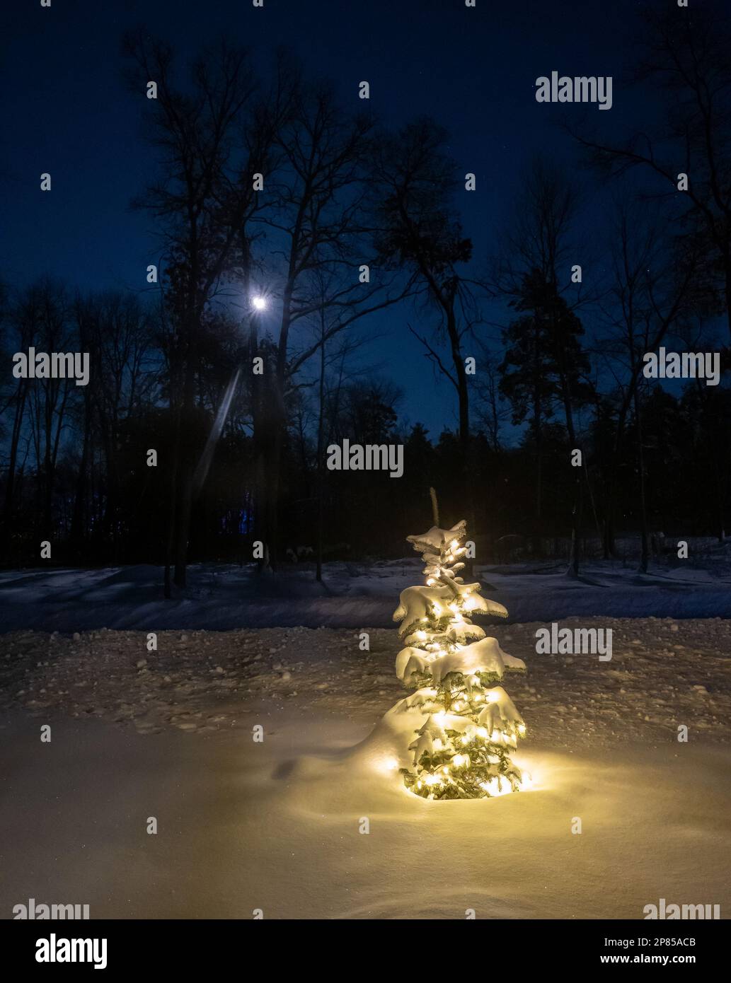 Wunderschöne stille Weihnachtsszene eine Winternacht mit schneebedeckten Lichtern auf einer Fichte und dem Mond, der durch den Wald scheint, mit Linsenerscheinungen. Stockfoto
