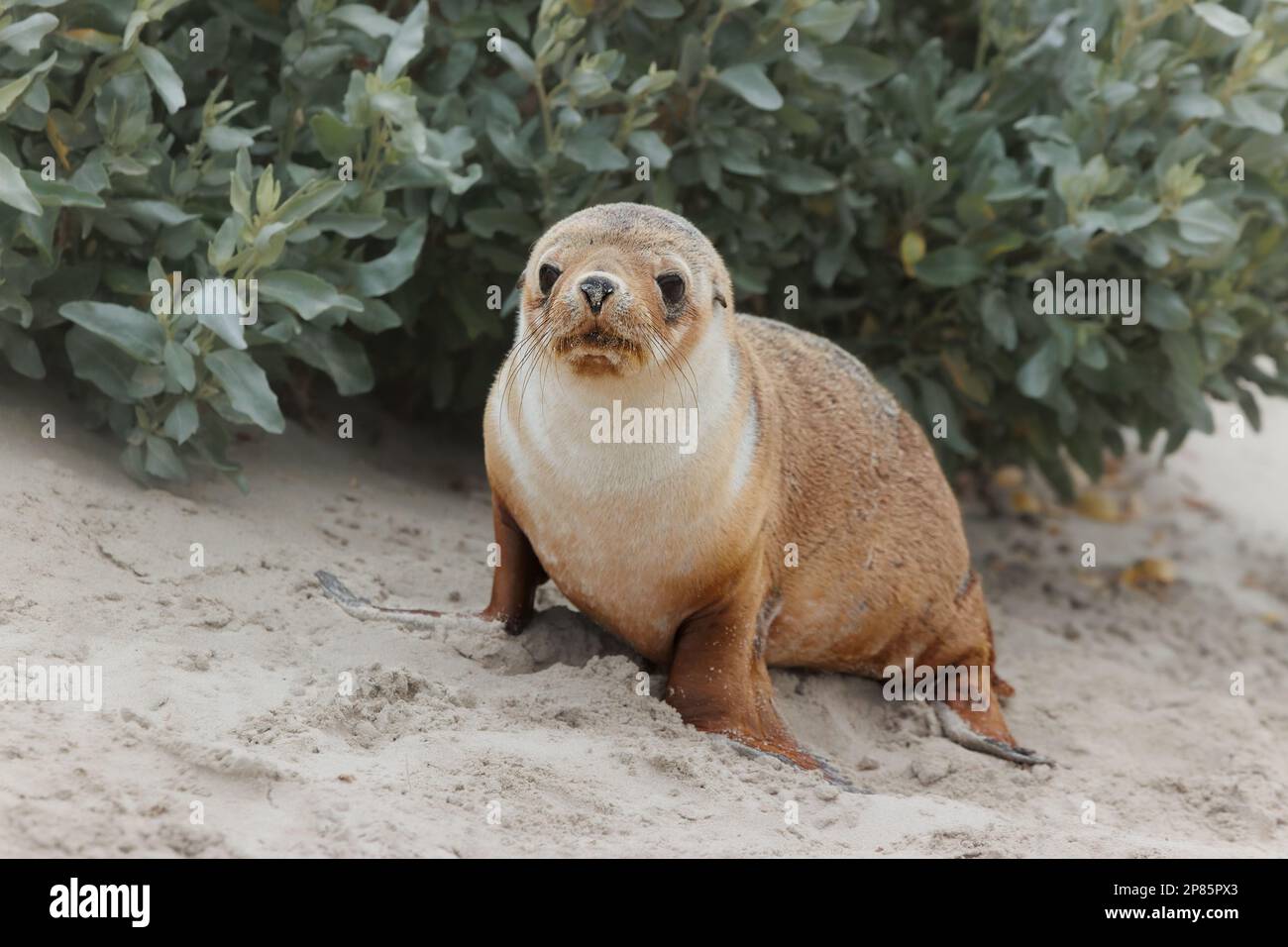 Ein junger australischer Seelöwen allein im Sand der Seal Bay wartet auf seine Mutter, die von der Jagd mit Nahrung zurückkehrt. Stockfoto