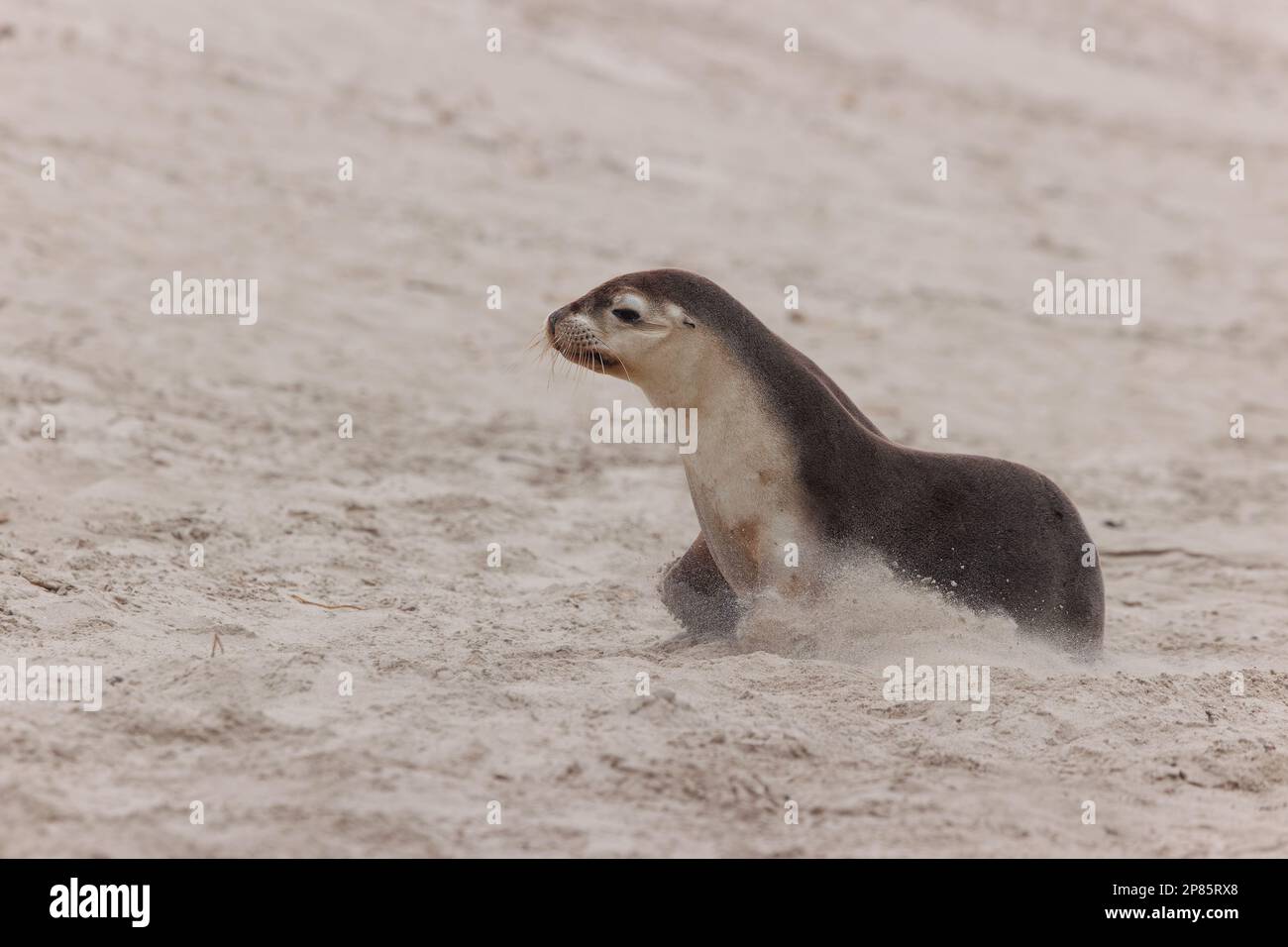 Ein junger australischer Seelöwen, der im Sand der Seal Bay spielt. Stockfoto