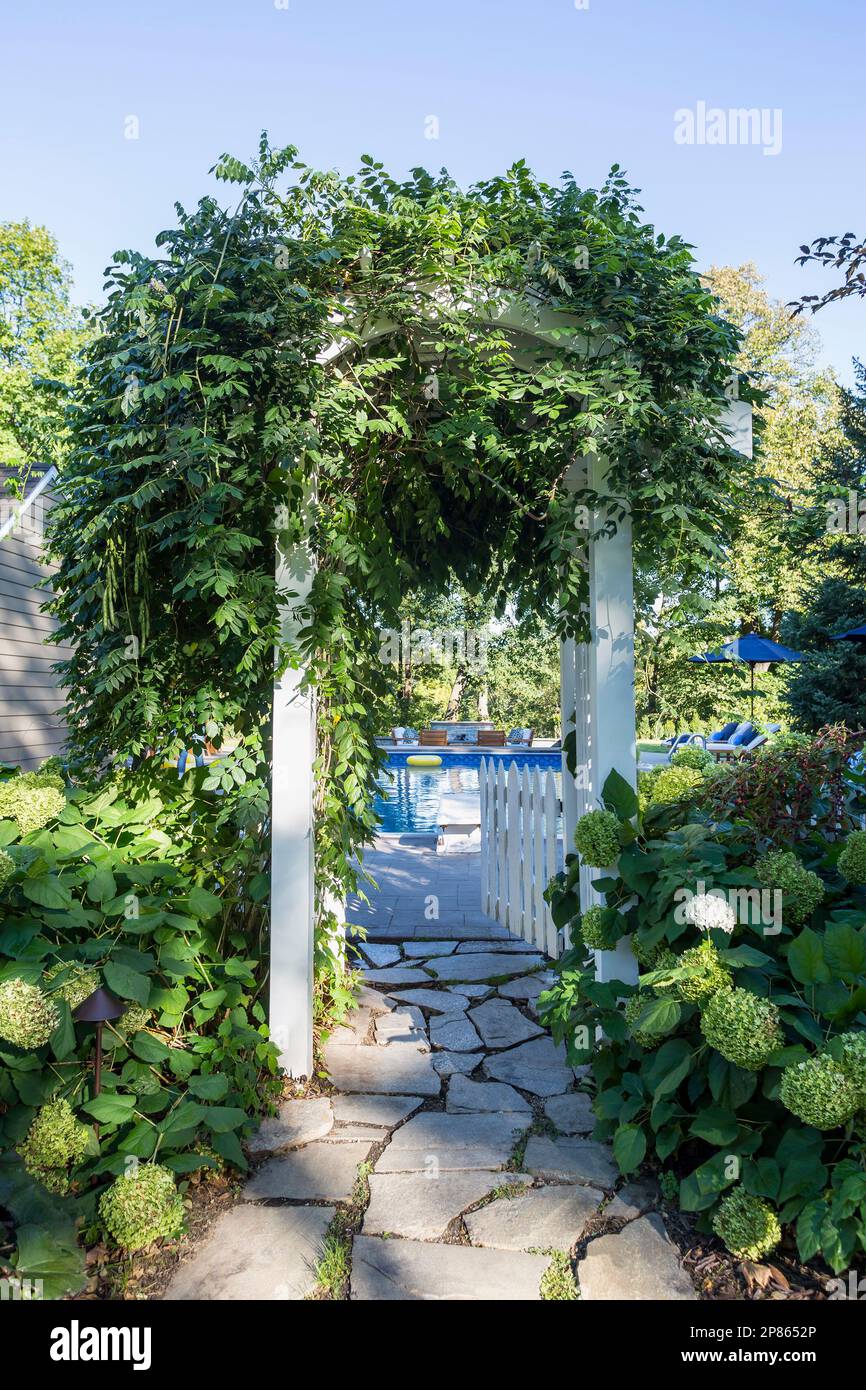 Wisteria-Reben am Eingang zum Garten-Swimmingpool, umgeben von Hortensien Stockfoto