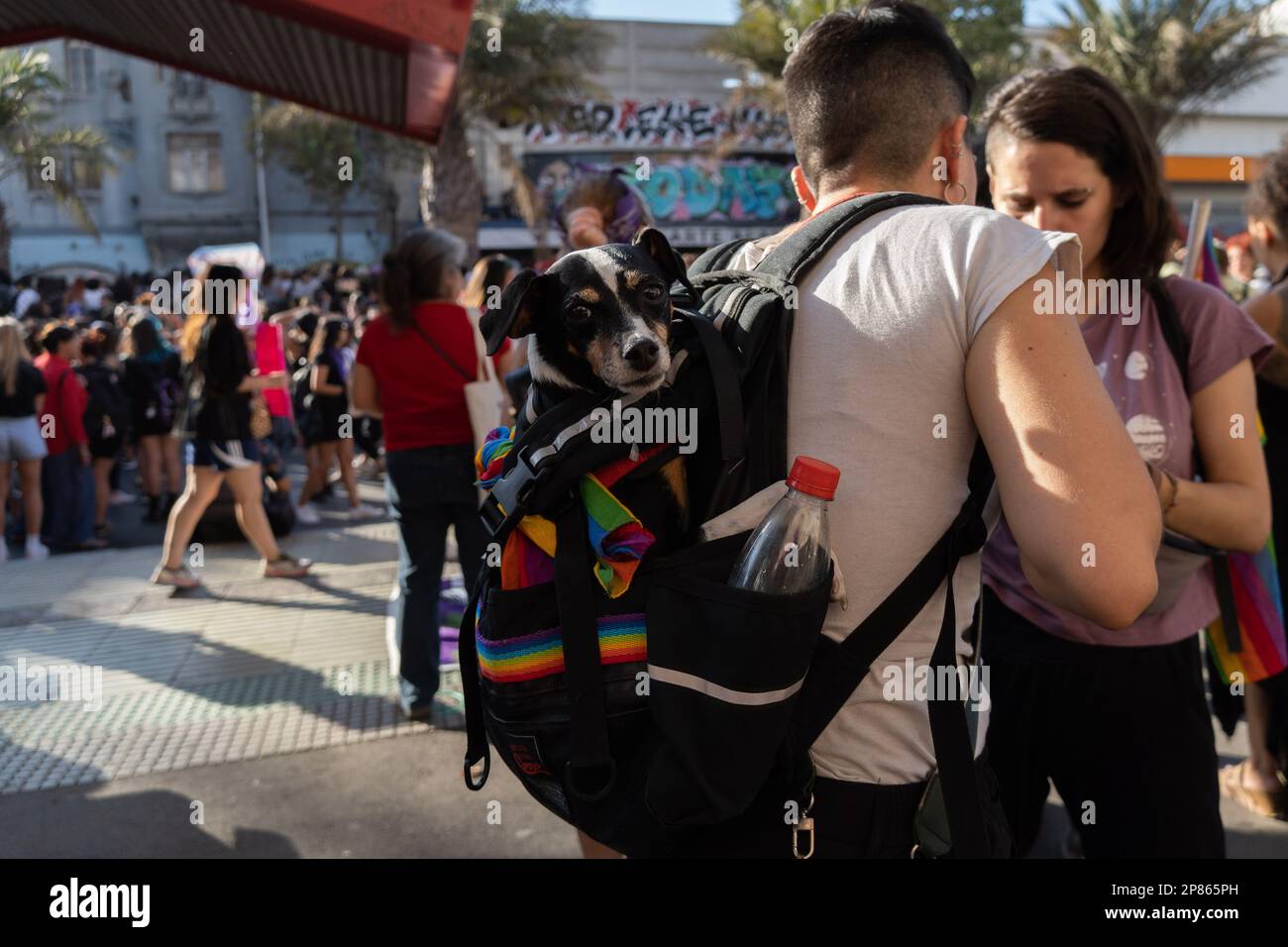 Santiago, Metropolitana, Chile. 8. März 2023. Eine Frau trägt ihren Hund in einem Rucksack während eines marsches anlässlich des Internationalen Frauentags in Santiago, Chile. (Kreditbild: © Matias Basualdo/ZUMA Press Wire) NUR REDAKTIONELLE VERWENDUNG! Nicht für den kommerziellen GEBRAUCH! Kredit: ZUMA Press, Inc./Alamy Live News Stockfoto