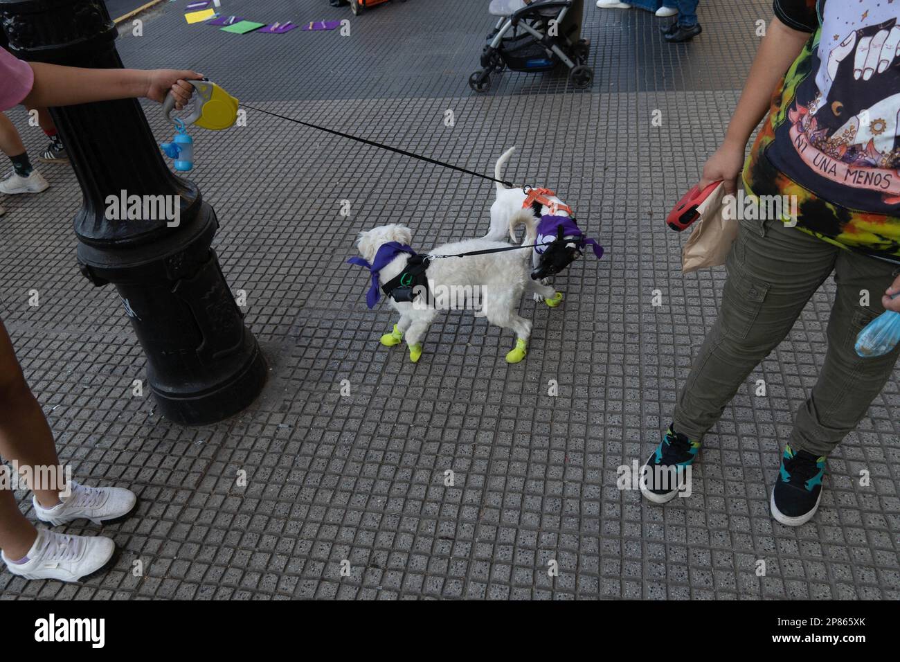 Santiago, Metropolitana, Chile. 8. März 2023. Zwei Hunde mit Abtreibungshandschuhen spielen anlässlich des Internationalen Frauentags in Santiago, Chile. (Kreditbild: © Matias Basualdo/ZUMA Press Wire) NUR REDAKTIONELLE VERWENDUNG! Nicht für den kommerziellen GEBRAUCH! Kredit: ZUMA Press, Inc./Alamy Live News Stockfoto