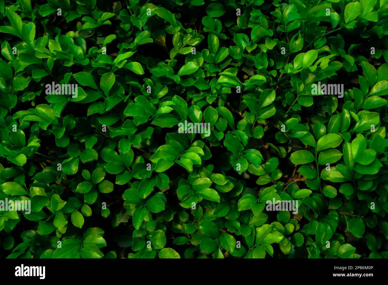 Grünes Blatt, winziges grünes Blatt, natürlicher grüner Hintergrund Stockfoto