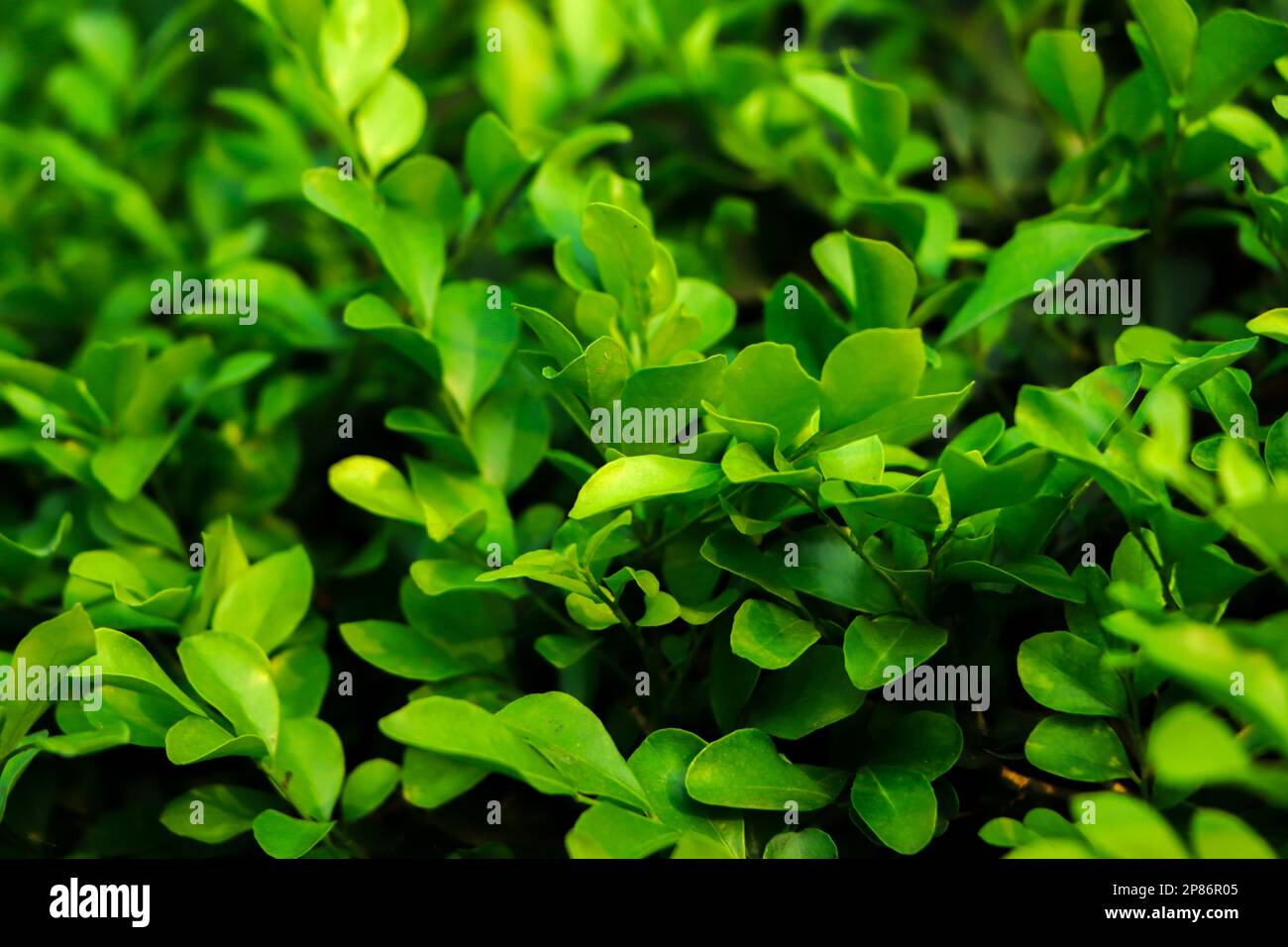 Nahaufnahme tropischer grüner Blätter Textur und abstrakter Hintergrund, Naturkonzept, dunkler Ton. Stockfoto