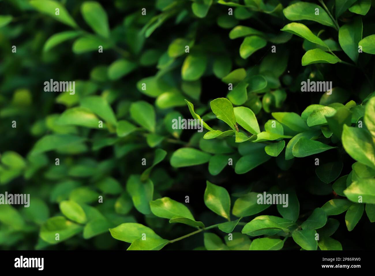 Das Grün hinterlässt einen Hintergrund im Wald. Stockfoto