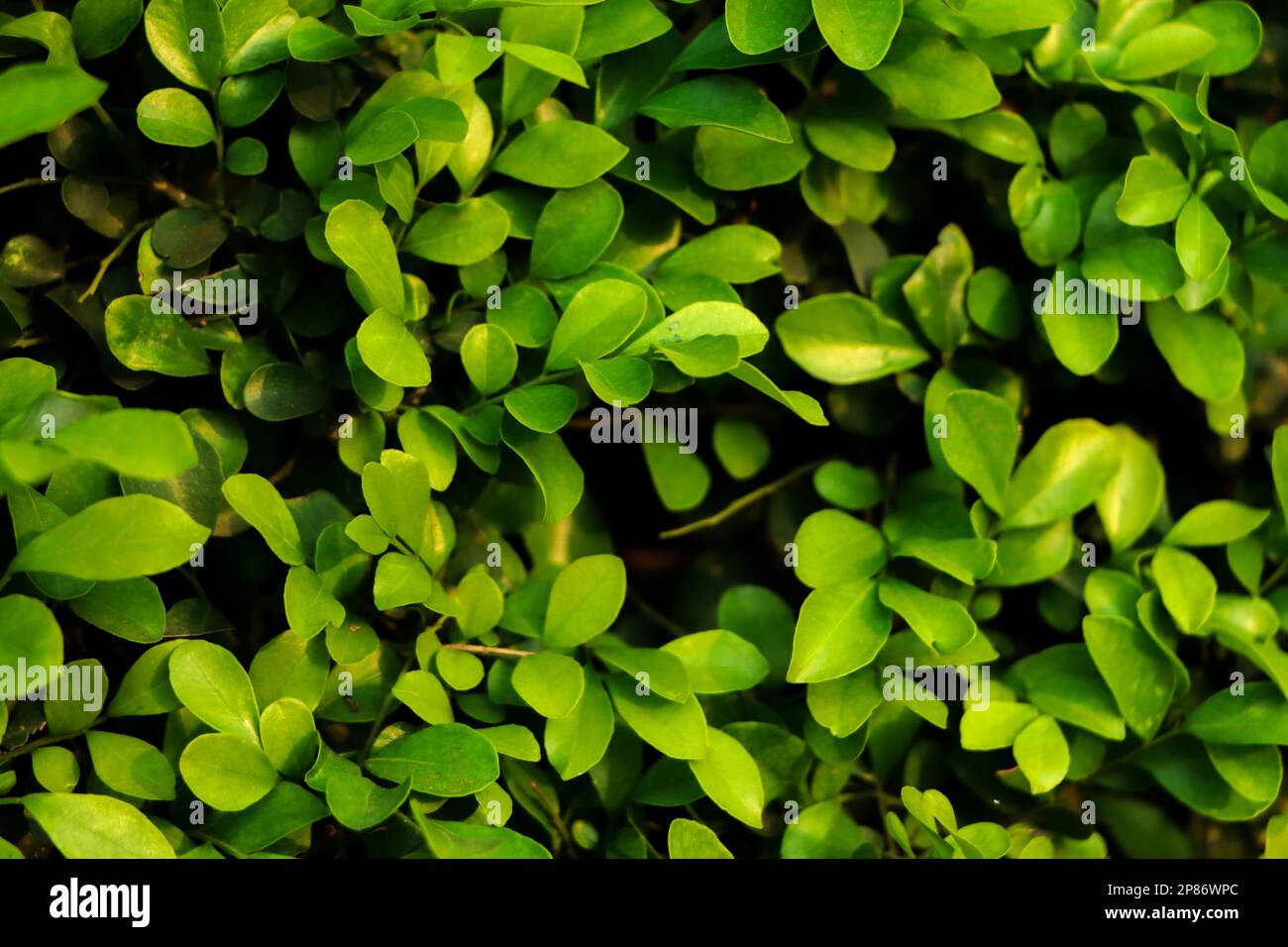 Waldhintergrund mit grünem Blatt Stockfoto