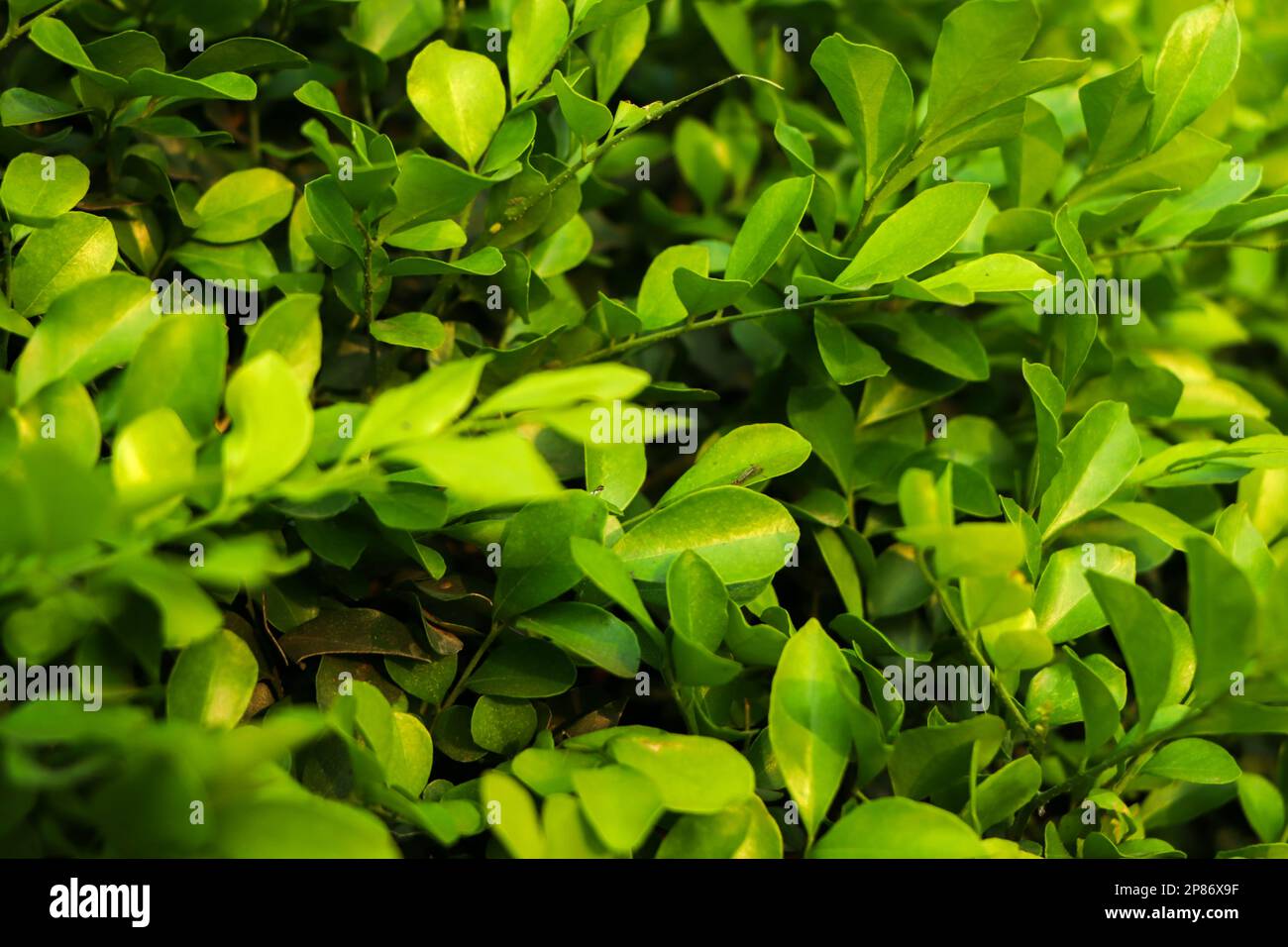Natur-Hintergrund von grünen Blatt Stockfoto