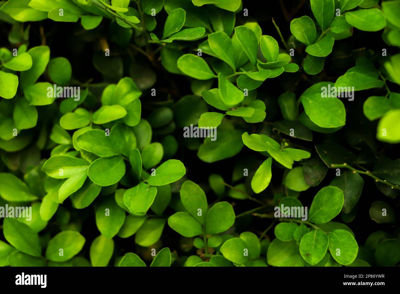 Grüner Blattwandhintergrund in der Natur Stockfoto