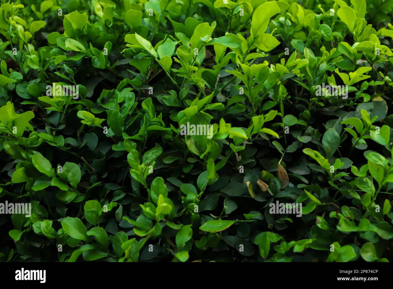 Grüner Blatthintergrund in der Natur Stockfoto
