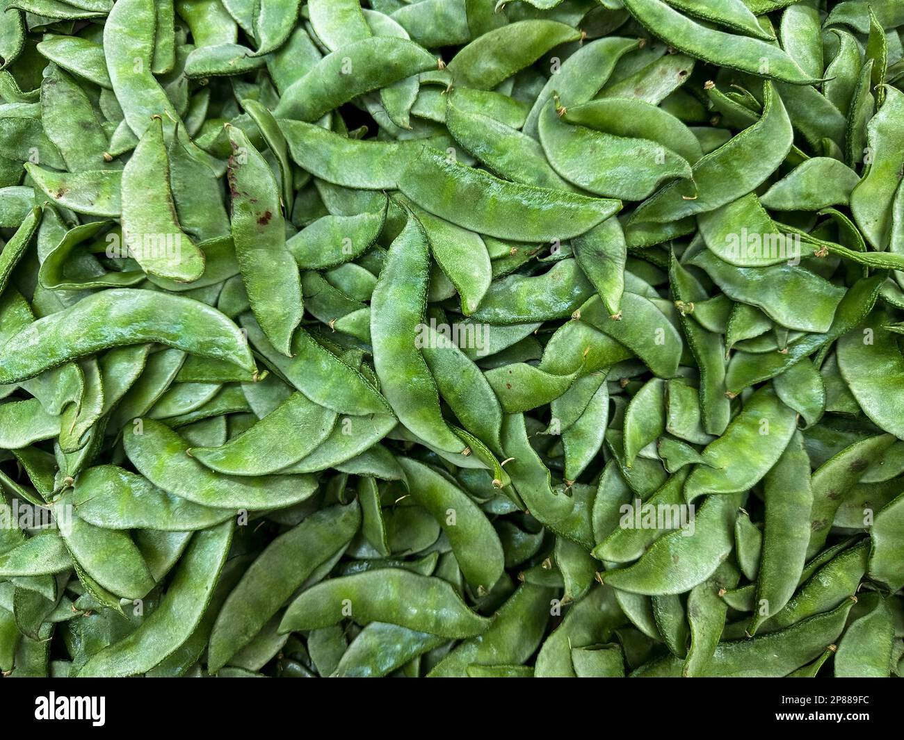 Grüne Lablab-Bohnen, einheimisches Afrika, die in den Tropen angebaut werden. Auch bekannt als Hyazinthbohne, Bonavist-Erbse, Dolichos, Seim- oder Sem-Bohne, ägyptische Nierenbohne Stockfoto
