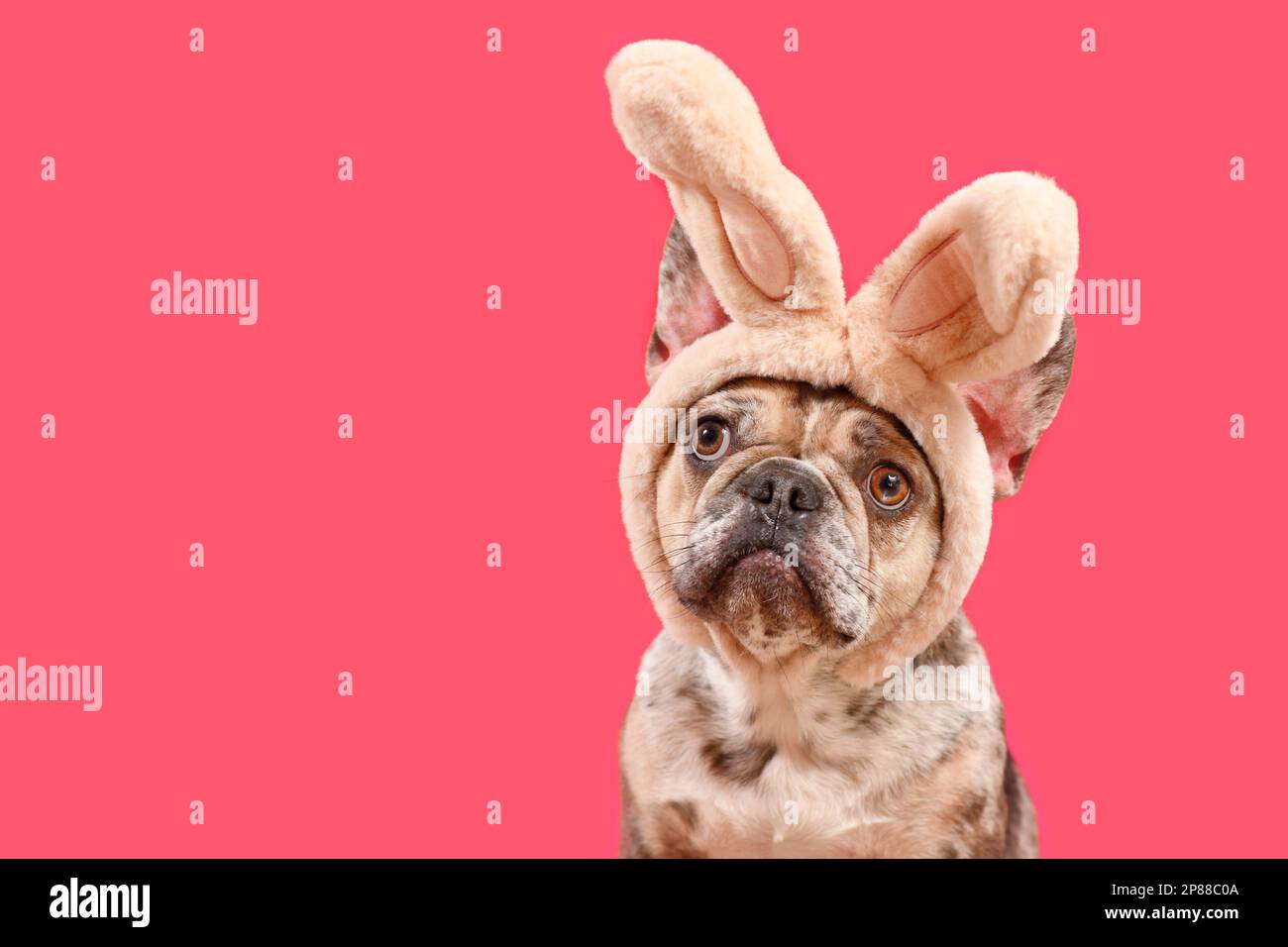 Lustiger französischer Bulldog mit Osterhasen-Kopfband auf pinkfarbenem Hintergrund und Kopierbereich Stockfoto