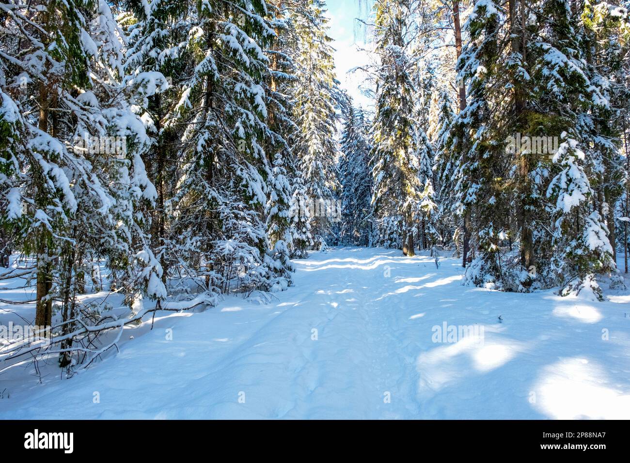 Schnee auf den Ästen. Bäume im Schnee. Viel Schnee im Wald. Baumzweige im Schnee, Nahaufnahme. Winter im Wald. Marsch in Lettland. Stockfoto