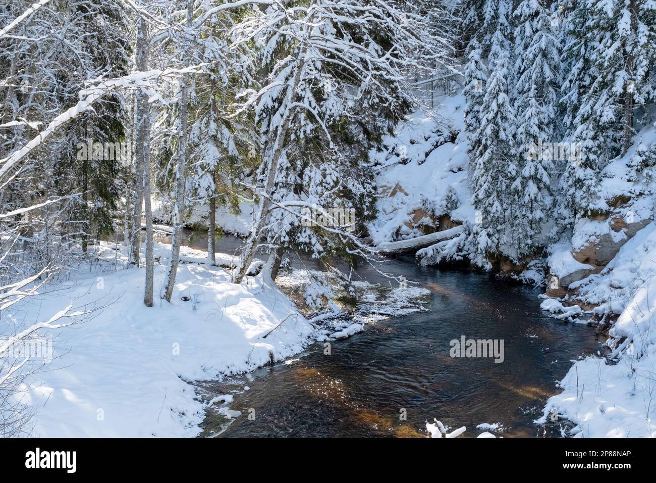 Die Biegung eines kleinen Flusses im Winter. Viel Schnee. Marsch in Lettland Stockfoto