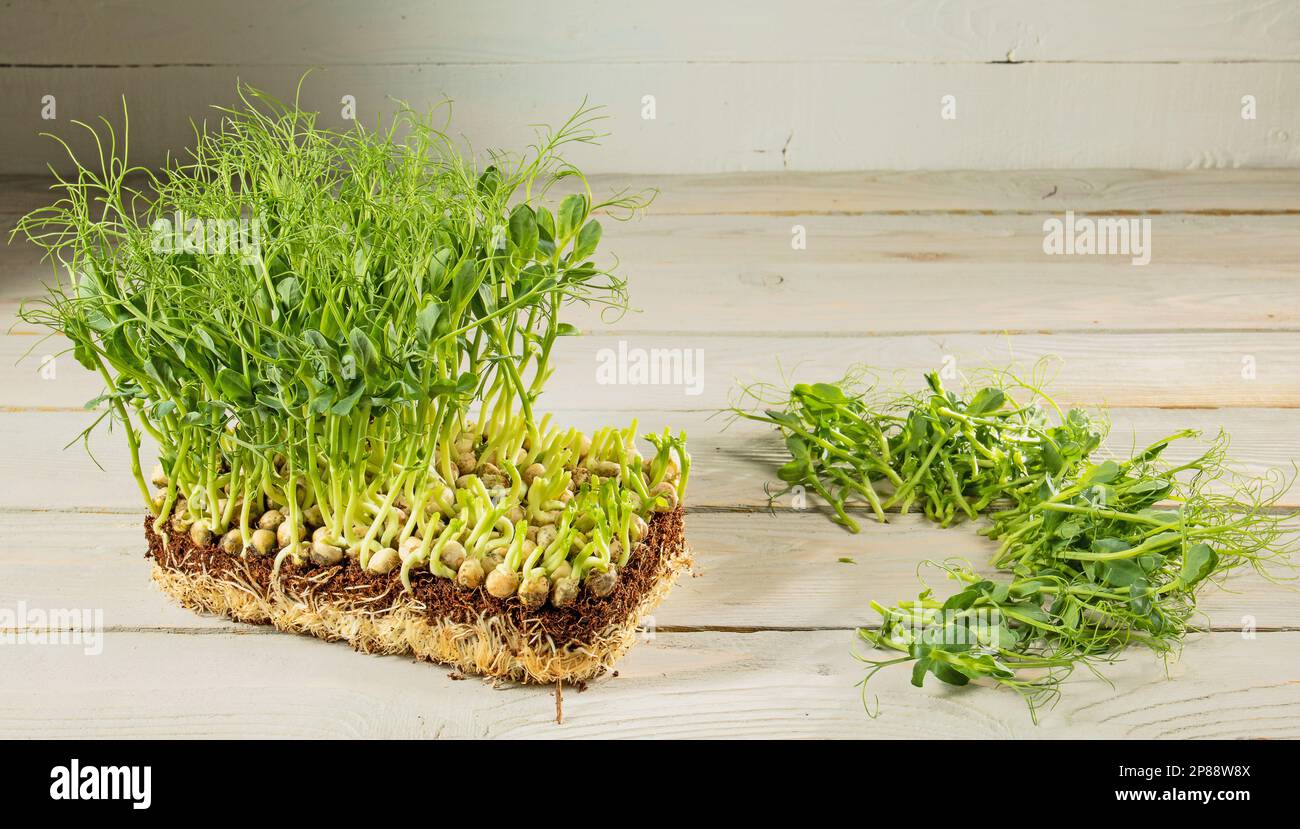 Mikrogrün zu Hause anbauen. Block mit grünen Erbsensprossen und geschnittenem Grün auf Holzhintergrund. Rustikaler Stil. Stockfoto