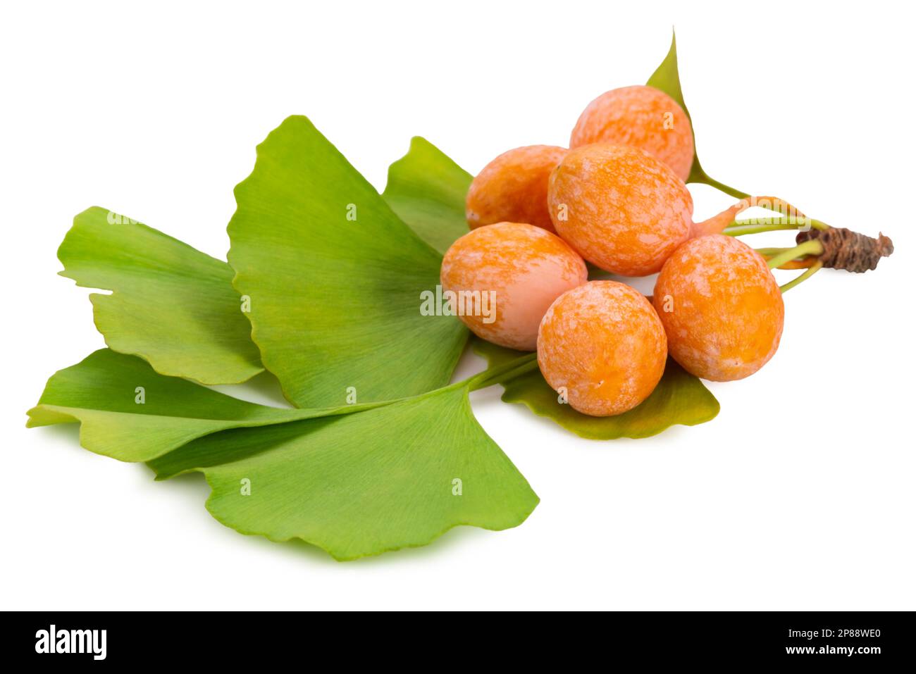 Ginkgo biloba reife gelbe Früchte und grüne Blätter sind auf weißem Hintergrund isoliert. Stockfoto