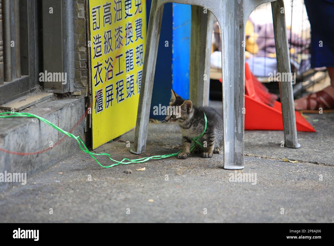 Kleines Katzenbaby spielt sich auf der Straße auf der Jagd nach dem Spielzeug Stockfoto