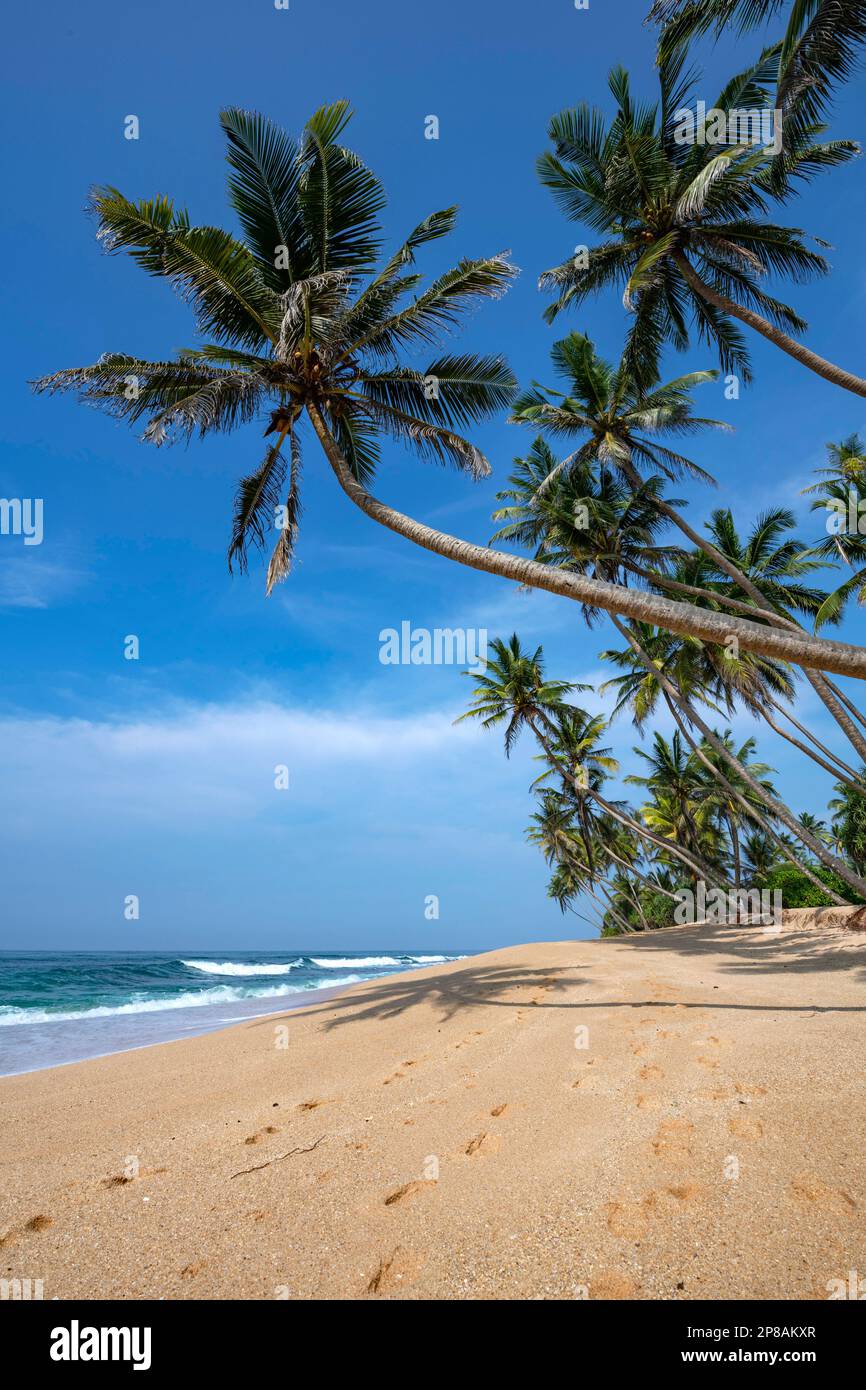 Sri Lanka, Südprovinz, Süd, Süd, Süd, ozean, Ozean, Ozean, Plage, Strand, Strand, palmier, palmiers, Palme, Palmen, Palmen, Palmen Stockfoto