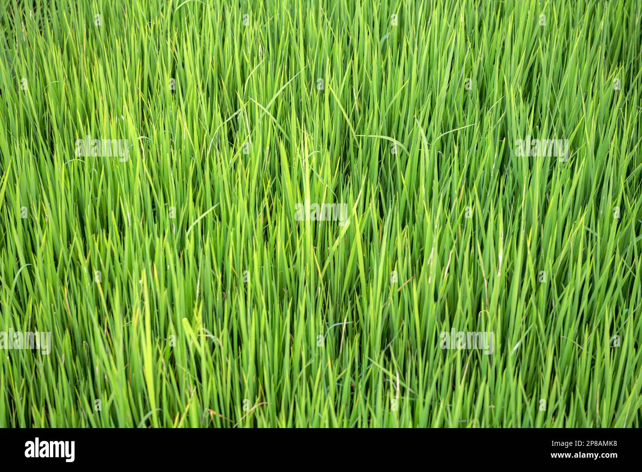 Sri Lanka, Südprovinz, Süd, Süd, Süd, Plantage de riz, Anpflanzung von Reis, Reispflanzung Stockfoto