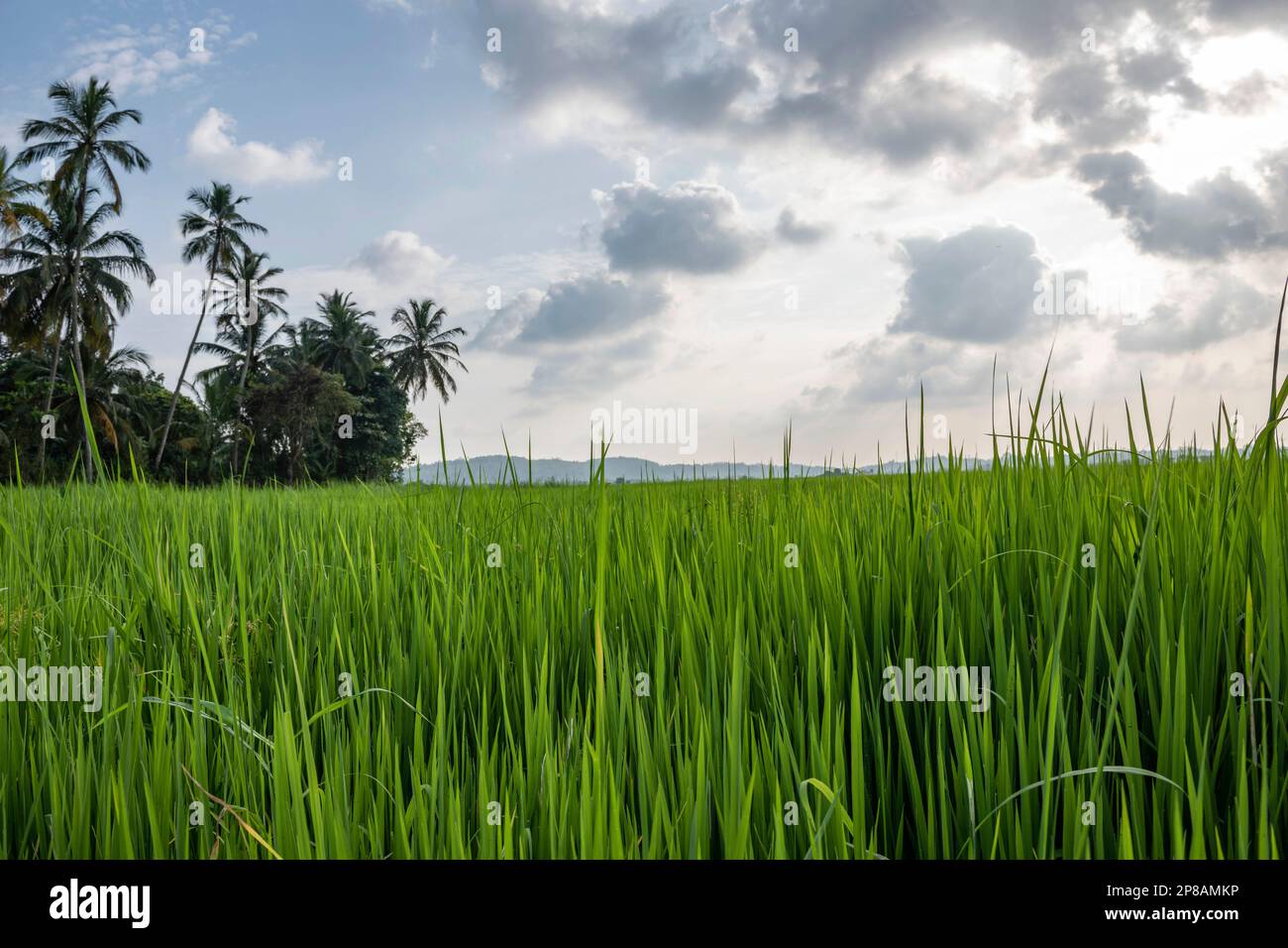 Sri Lanka, Südprovinz, Süd, Süd, Süd, Plantage de riz, Anpflanzung von Reis, Reispflanzung, palmier, palmiers, Palme, Palmen, Palm, Palm tr Stockfoto