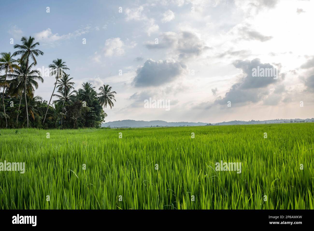 Sri Lanka, Südprovinz, Süd, Süd, Süd, Plantage de riz, Anpflanzung von Reis, Reispflanzung, palmier, palmiers, Palme, Palmen, Palm, Palm tr Stockfoto