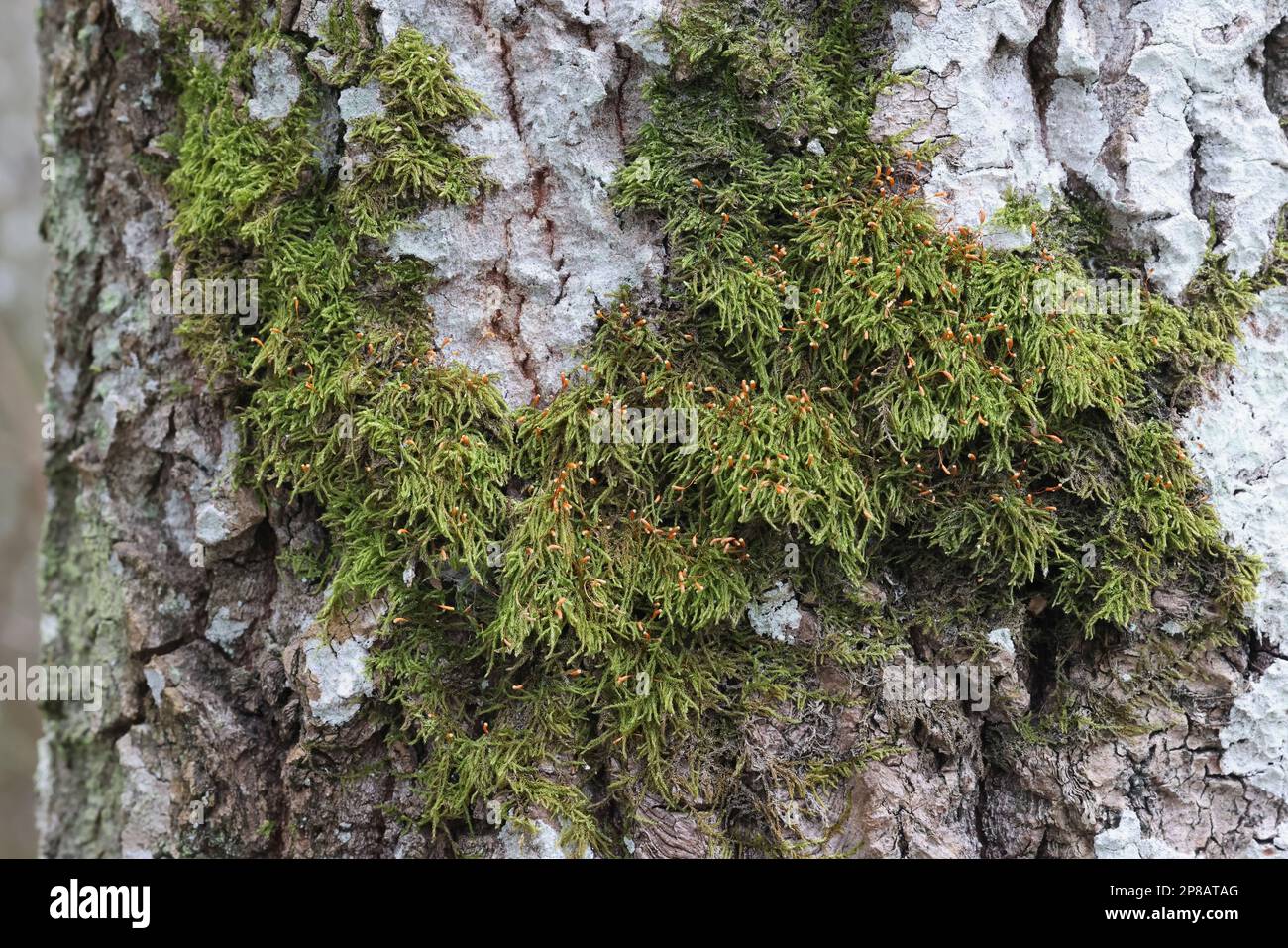 Sanionia uncinata, auch bekannt als Sichelmoss oder Sanionia Moos, wächst auf gewöhnlichem Aspenstamm in Finnland Stockfoto