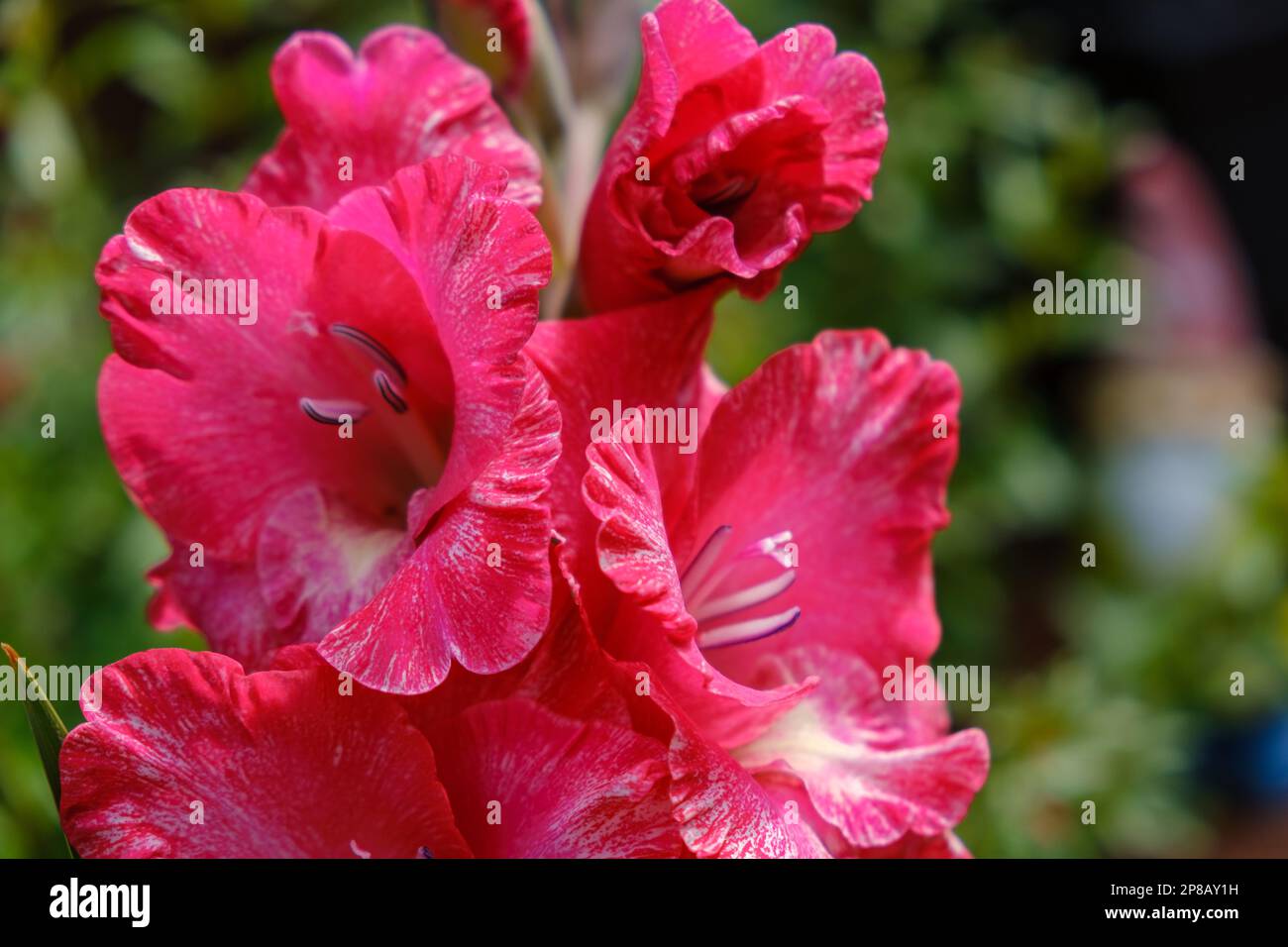 Details der roten Gladioli-Blüten, auch bekannt als Schwertlilie mit schwertartigen Blättern und aufrechten Blumenspitzen. Stockfoto