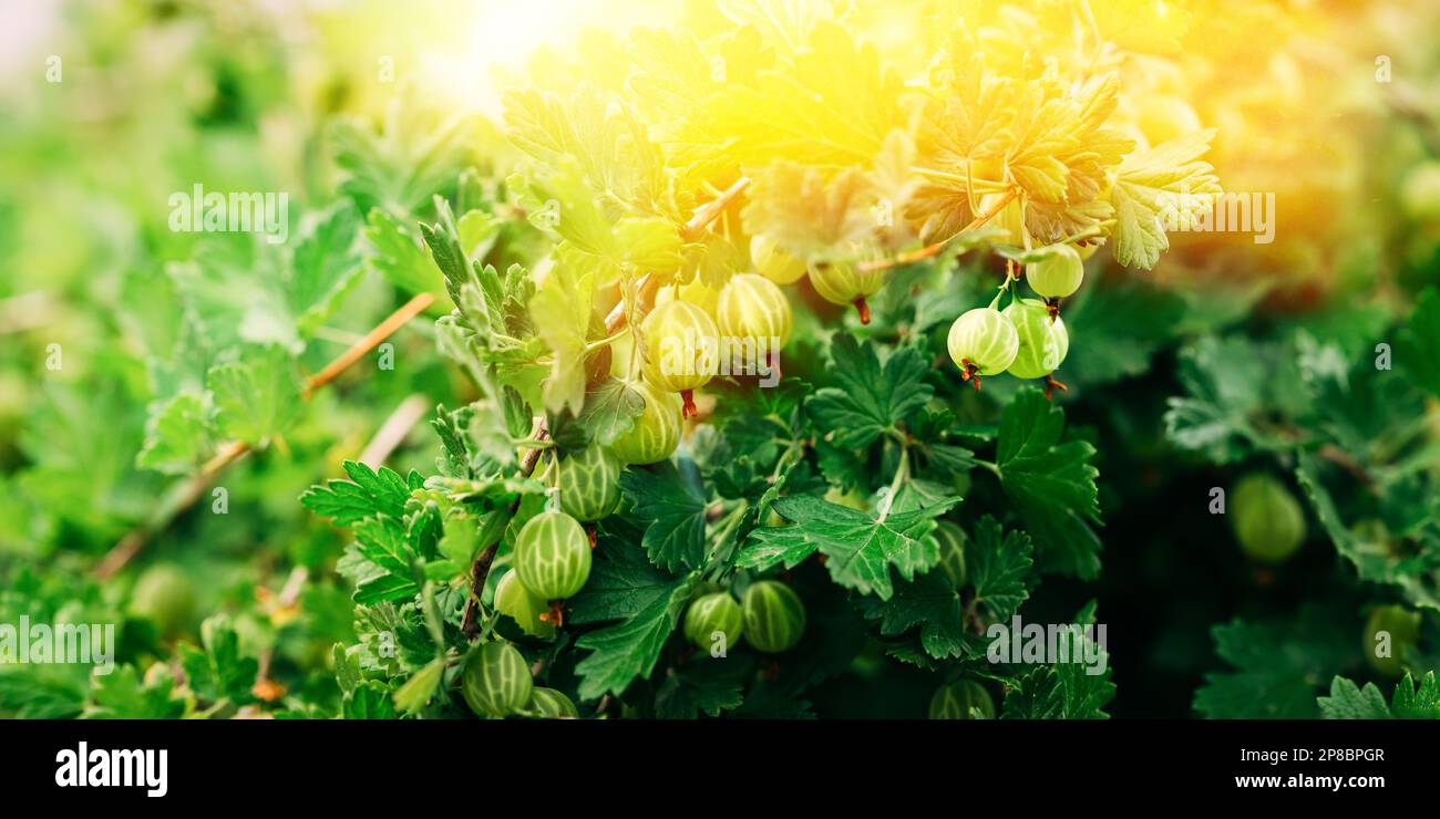 Sonnenstrahl Über Reifer Stachelbeere Im Obstgarten. Panorama. Genetisch Verändertes Lebensmittelkonzept. Bio-Beeren Stachelbeeren Closeup auf Einem Zweig von Stockfoto