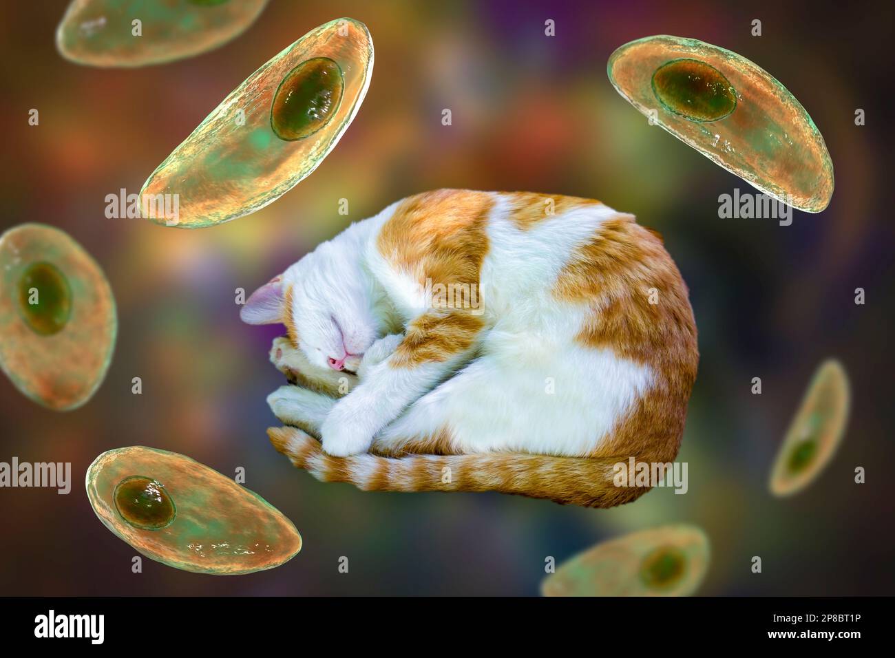 Parasitäre Protozoen Toxoplasma gondii, der Erreger der Toxoplasmose