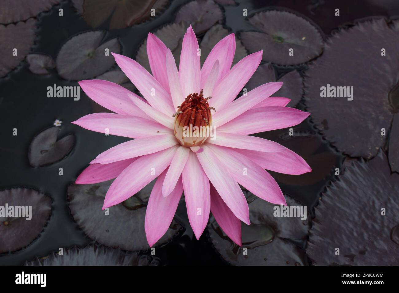 Teratai (Lotus) Blume, Lotusblume, diese Blume ist der Lebensraum ihres Lebens im Wasser, die Blüten sind sehr schön und lang anhaltend. Stockfoto