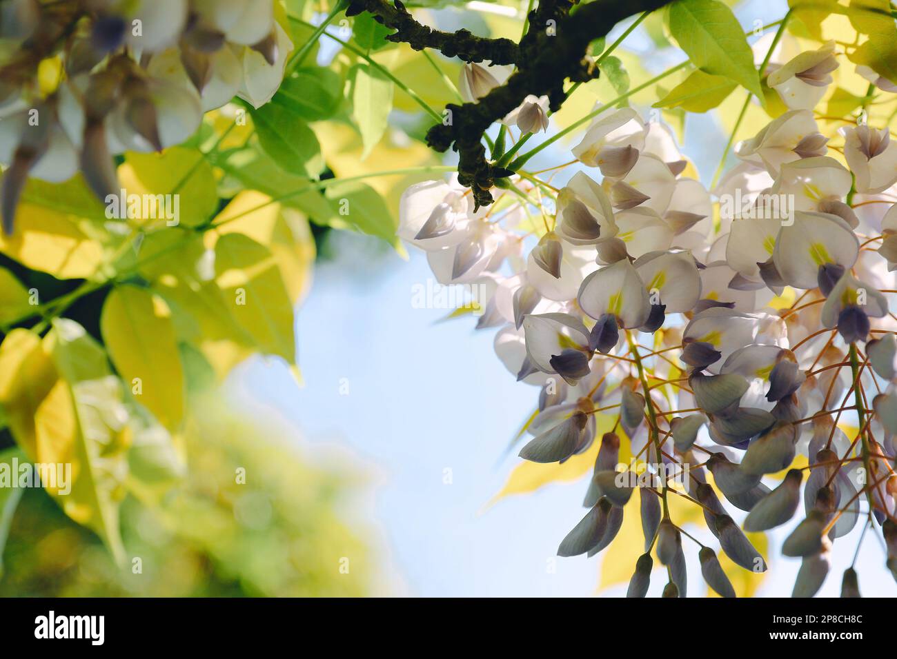 Eine lebhafte Ansammlung von Visteria-Blumen, die vor dem Hintergrund von goldenem Laub an einem Ast hängen Stockfoto